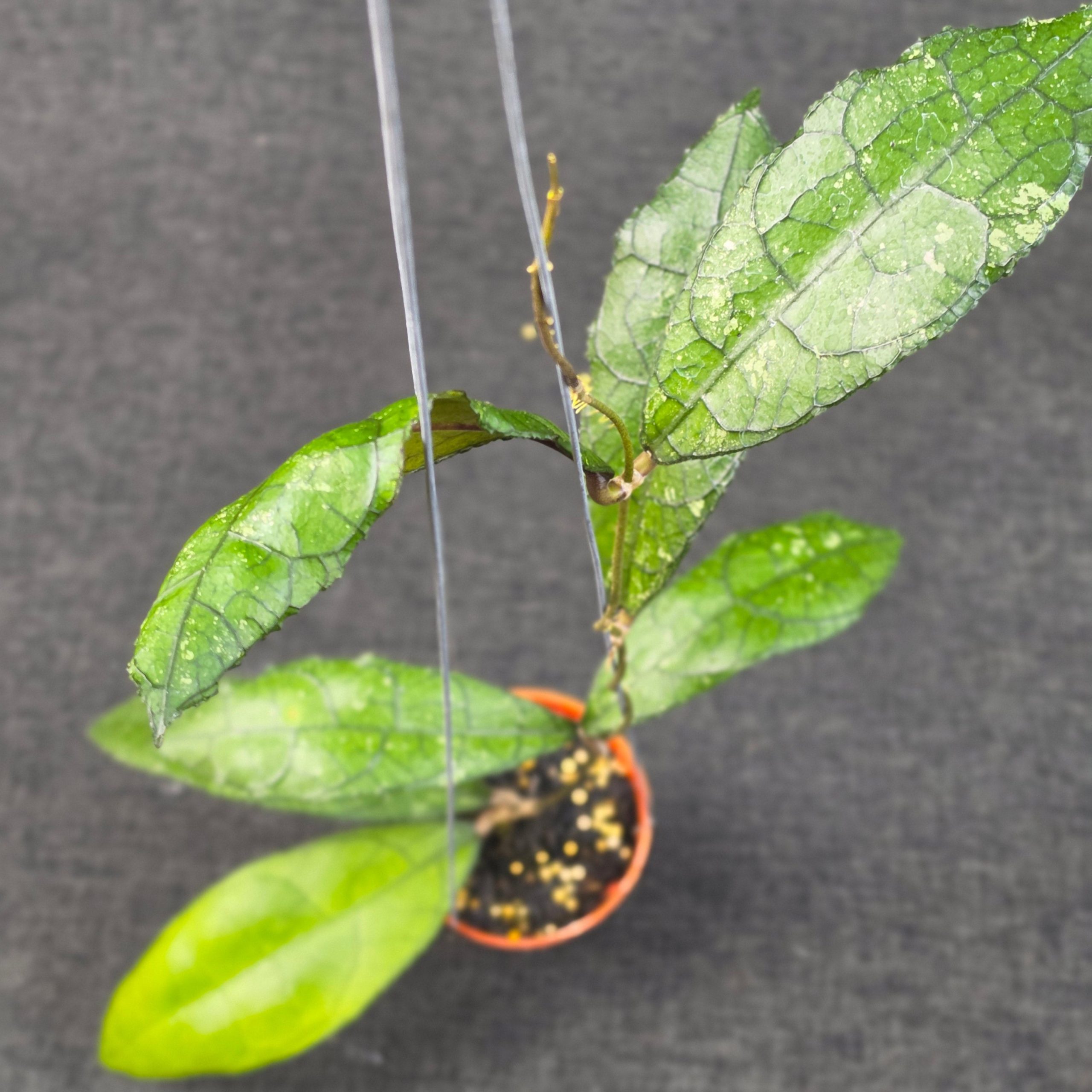 Hoya clemensiorum purba - Image 5