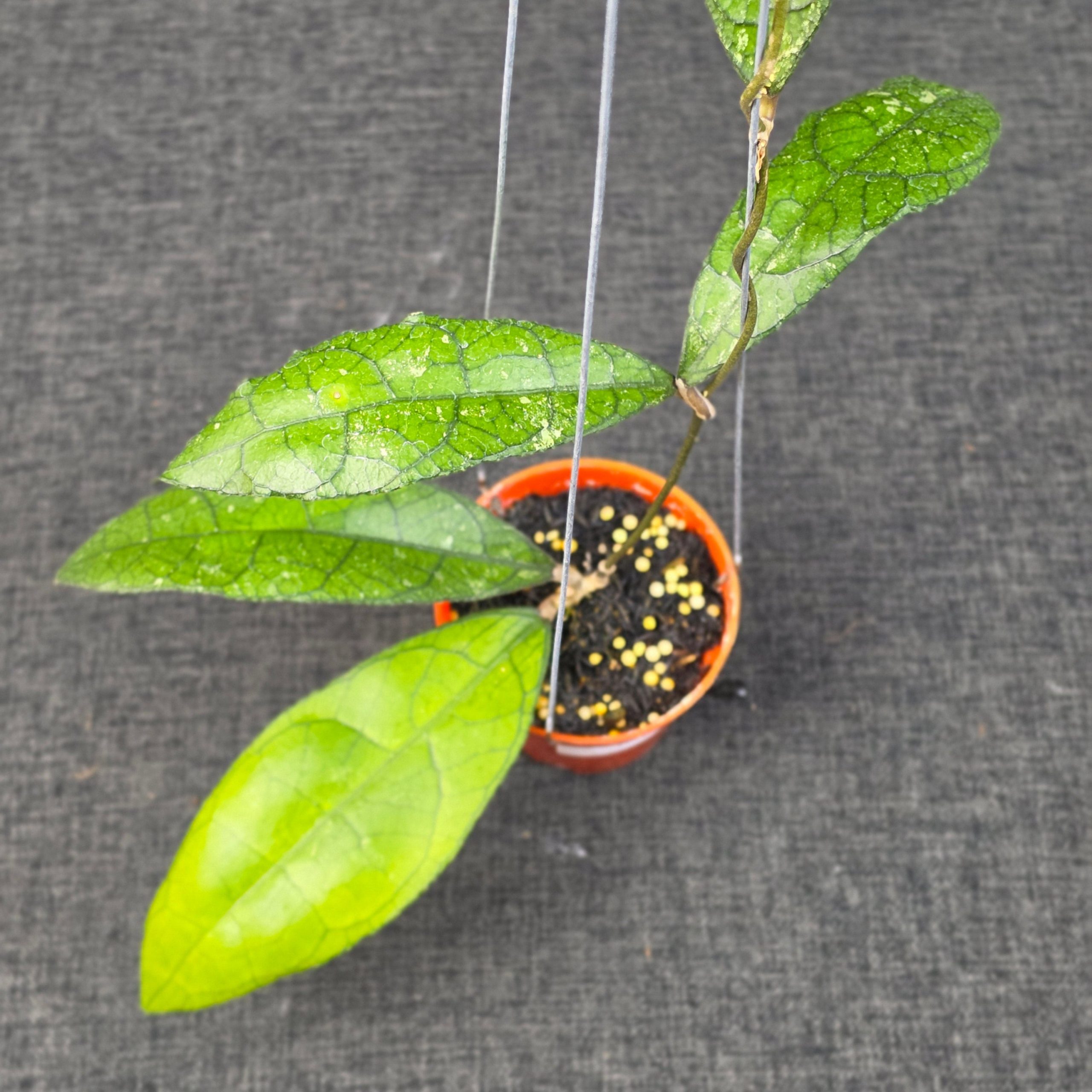 Hoya clemensiorum purba - Image 6