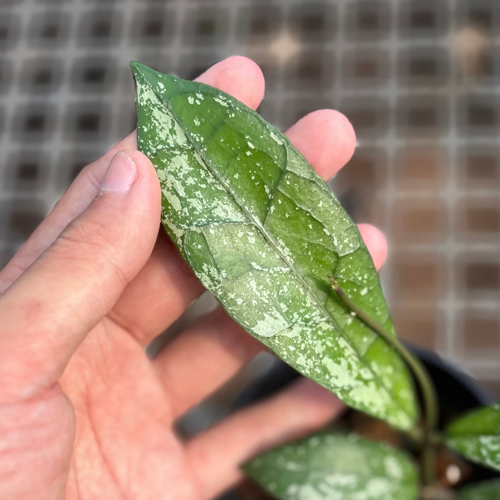 Hoya clemensiorum splash - Image 2