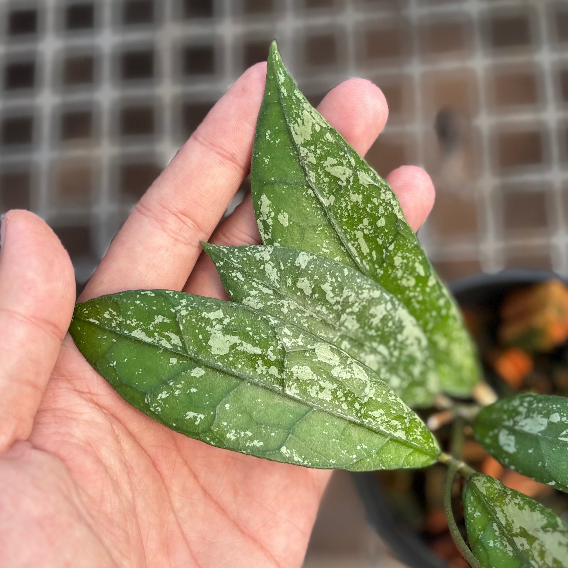Hoya clemensiorum splash - Image 3