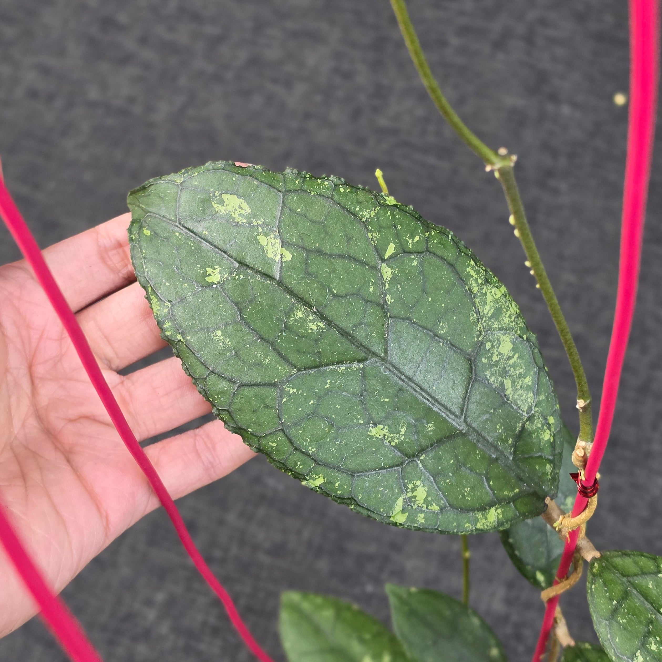 Hoya clemensiorum 'Turtle Black' - Image 2