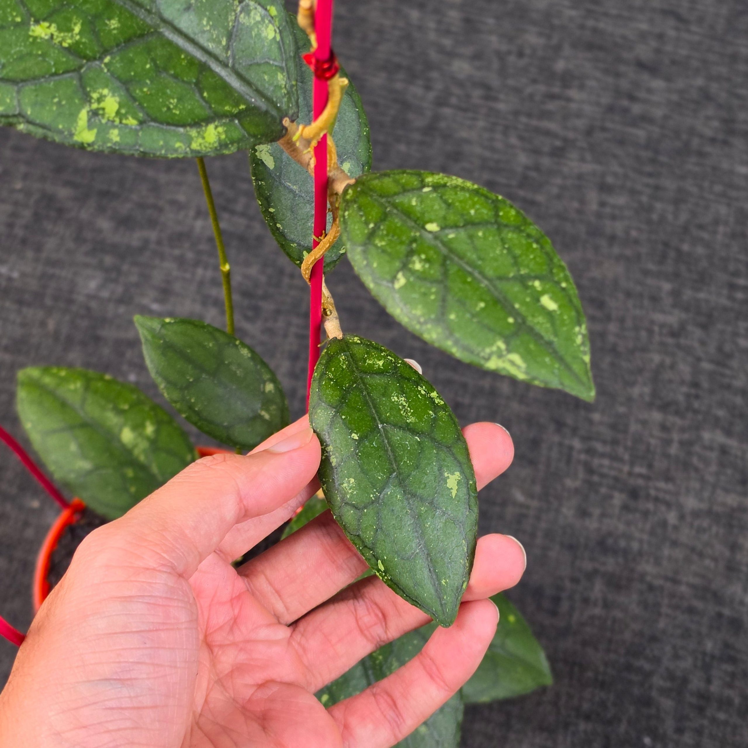 Hoya clemensiorum 'Turtle Black' - Image 3
