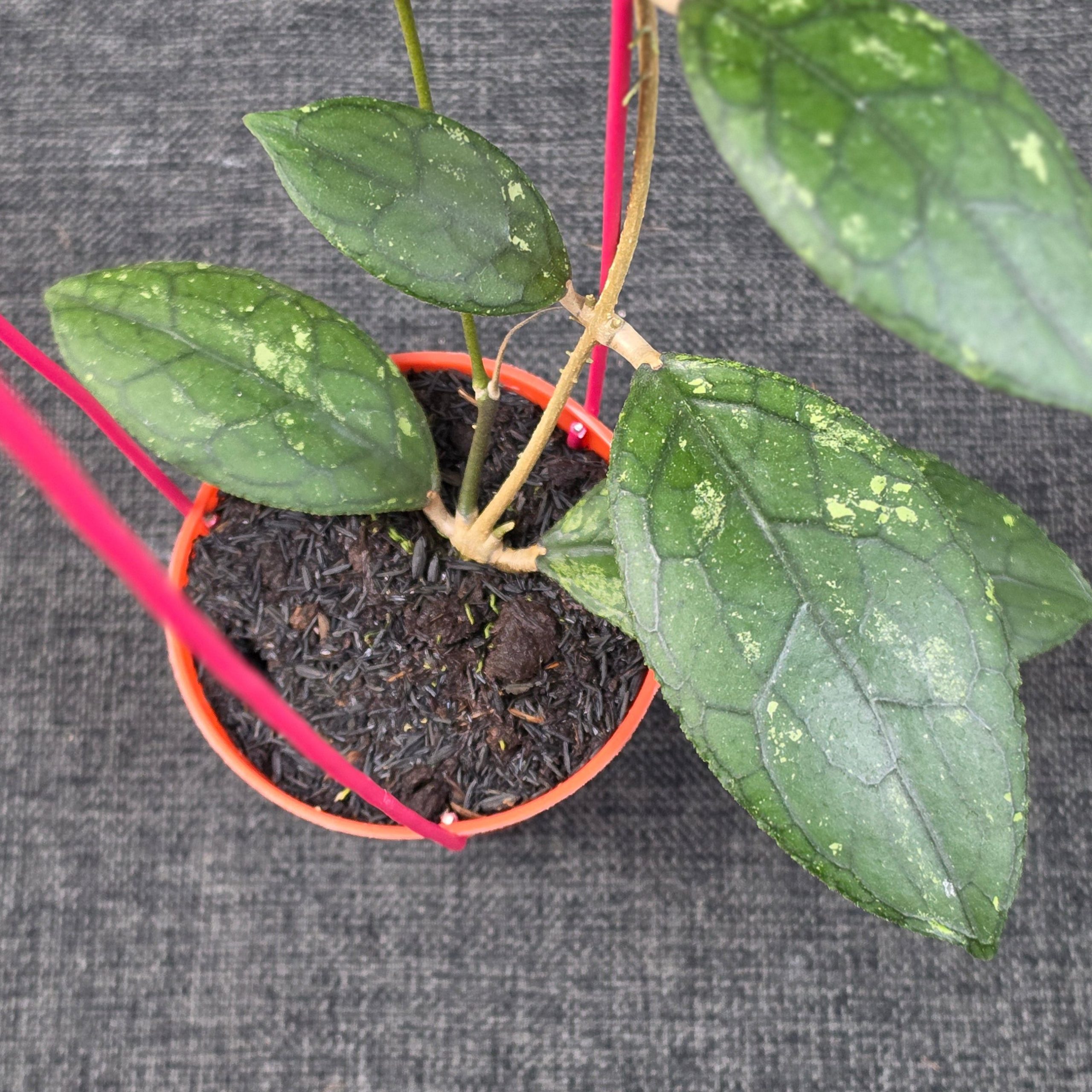 Hoya clemensiorum 'Turtle Black' - Image 4