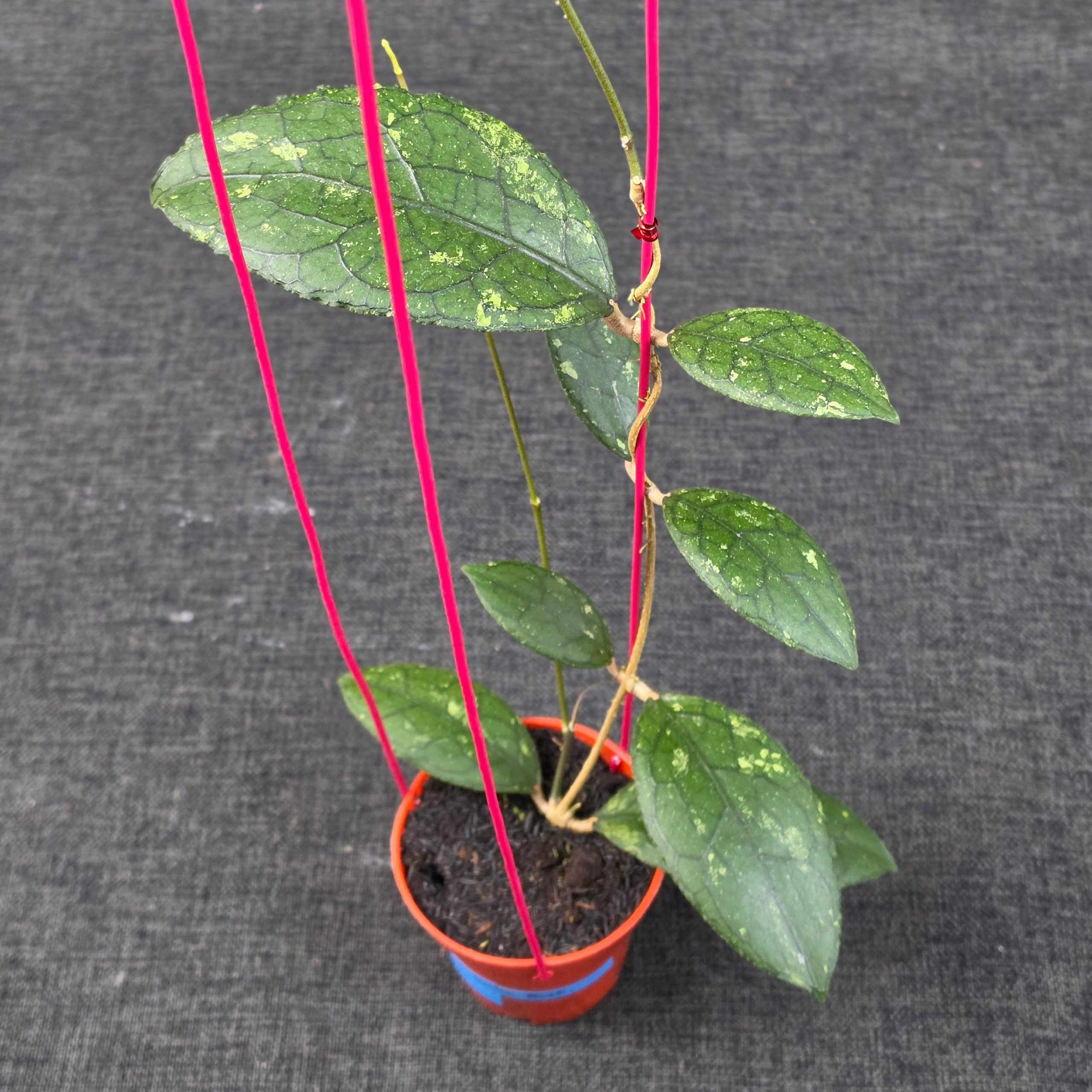 Hoya clemensiorum 'Turtle Black' - Image 5
