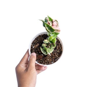 Hoya Hindu Rope Variegated