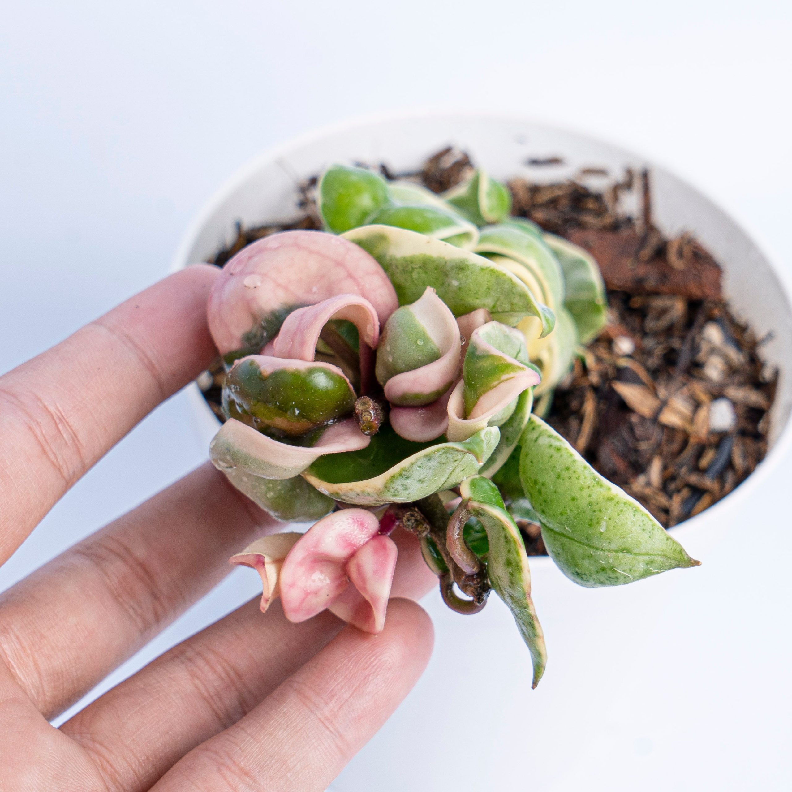 Hoya Hindu Rope Variegated - Image 4