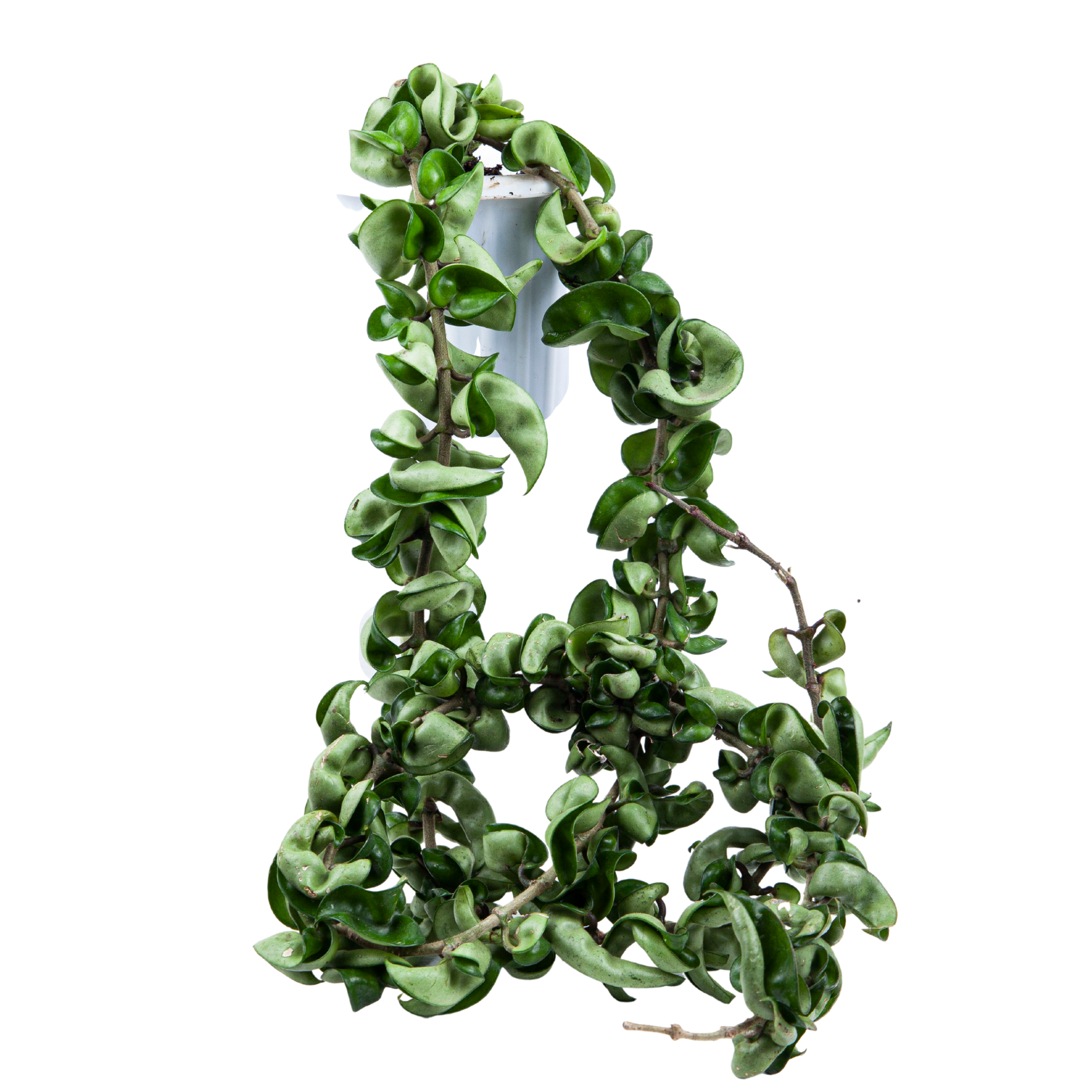 Hoya Hindu Rope (Compacta) - Long size