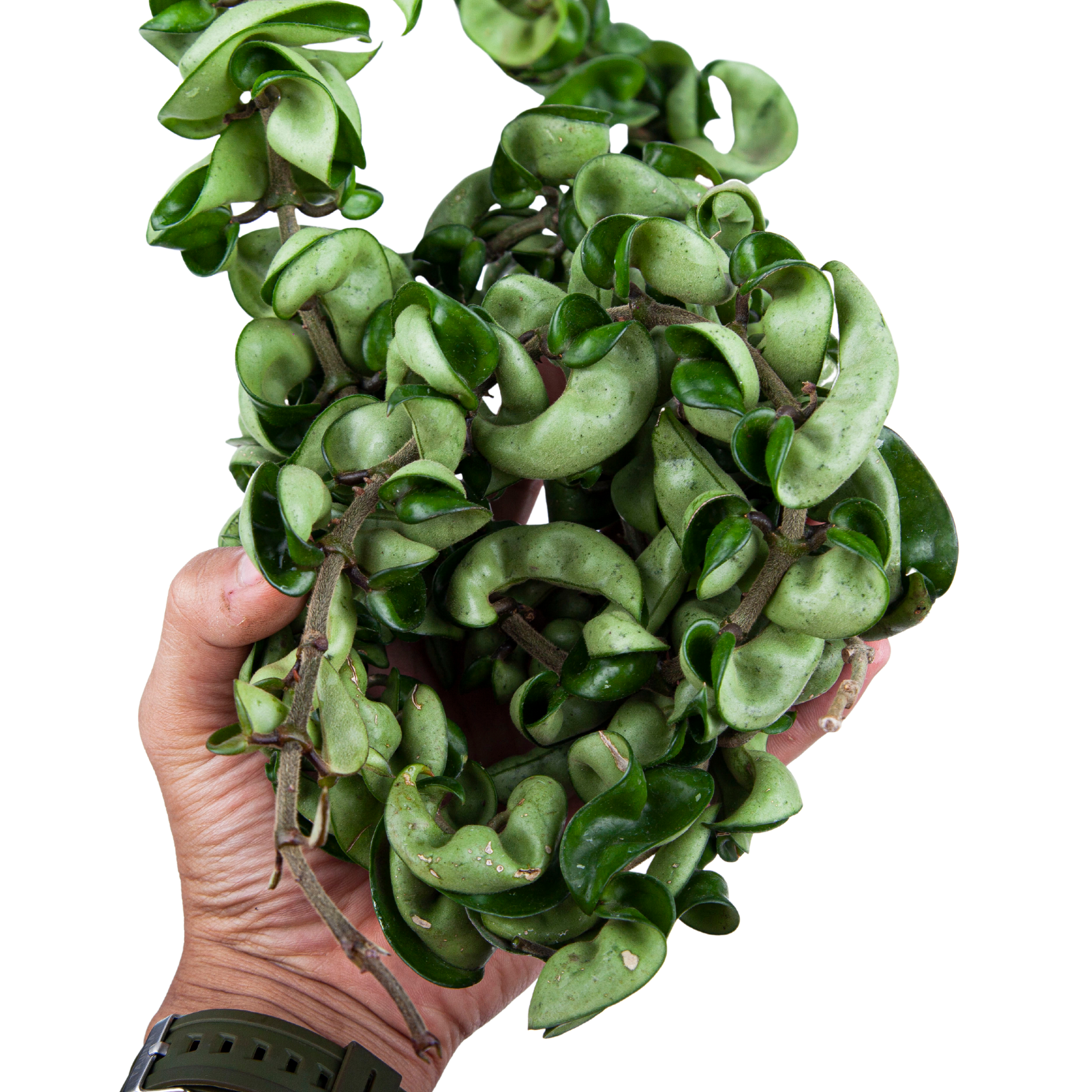 Hoya Hindu Rope (Compacta) - Long size - Image 2