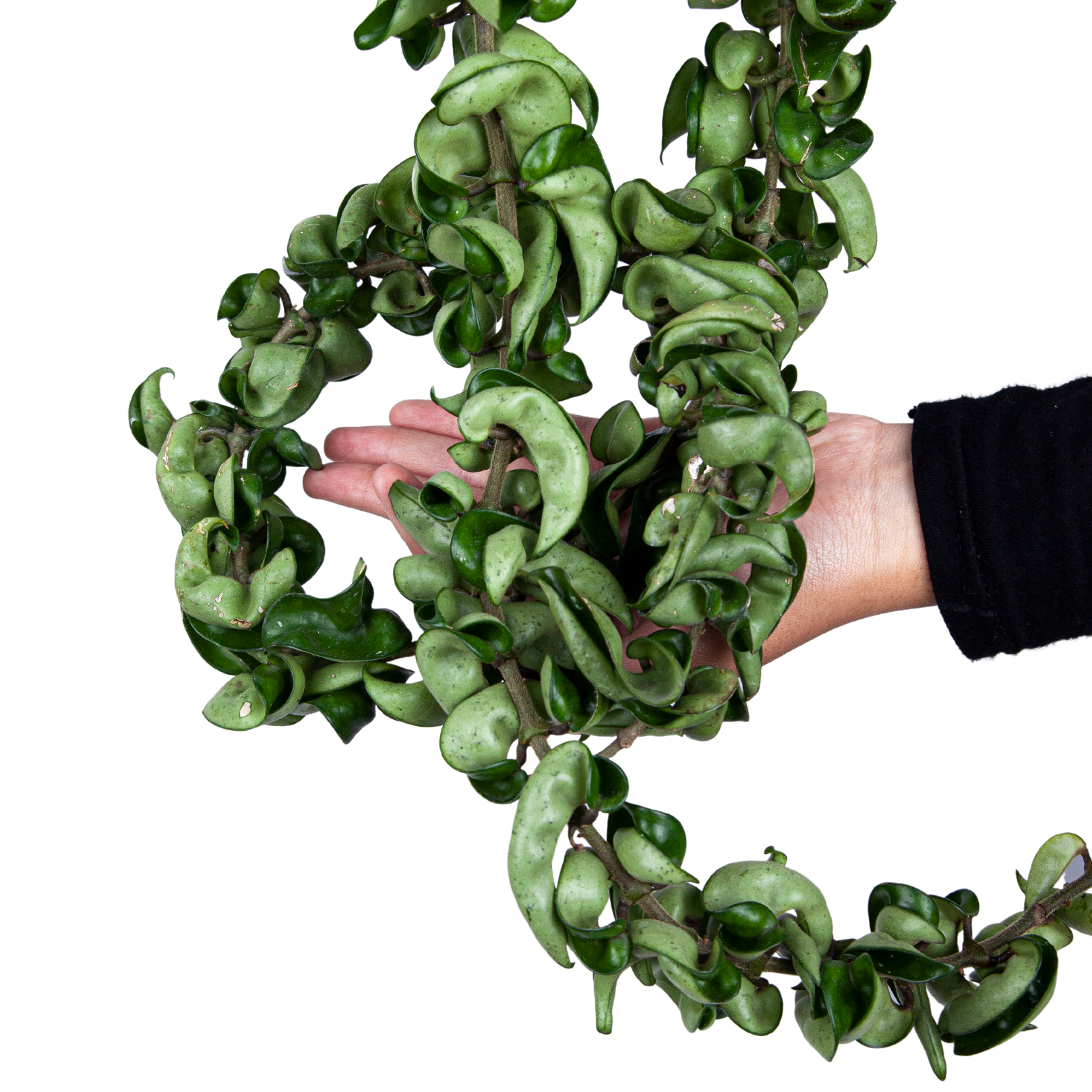 Hoya Hindu Rope (Compacta) - Long size - Image 3