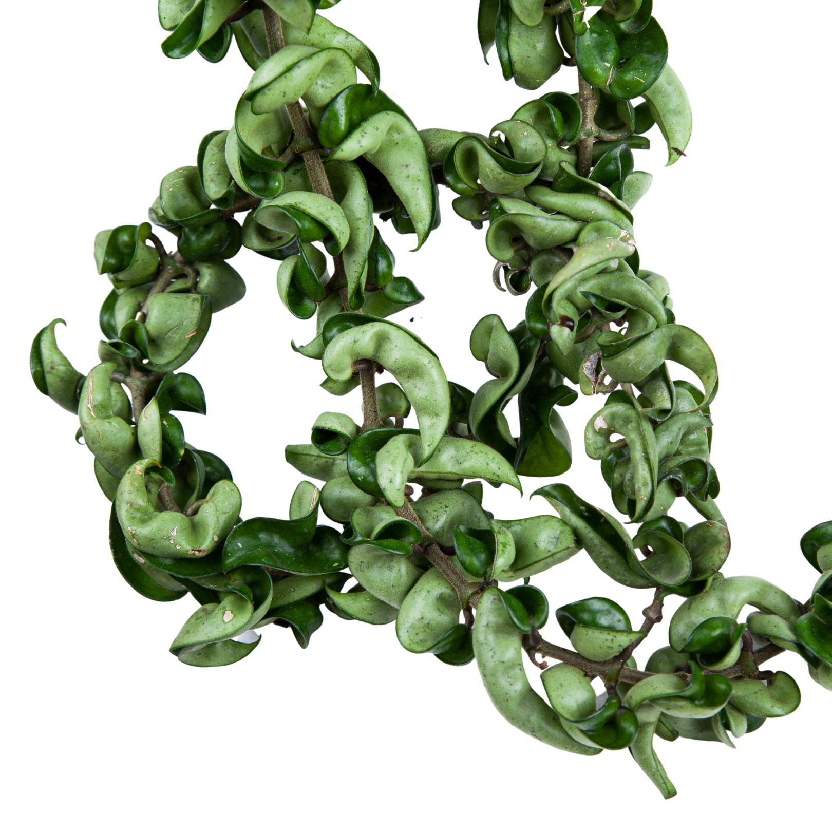 Hoya Hindu Rope (Compacta) - Long size - Image 5