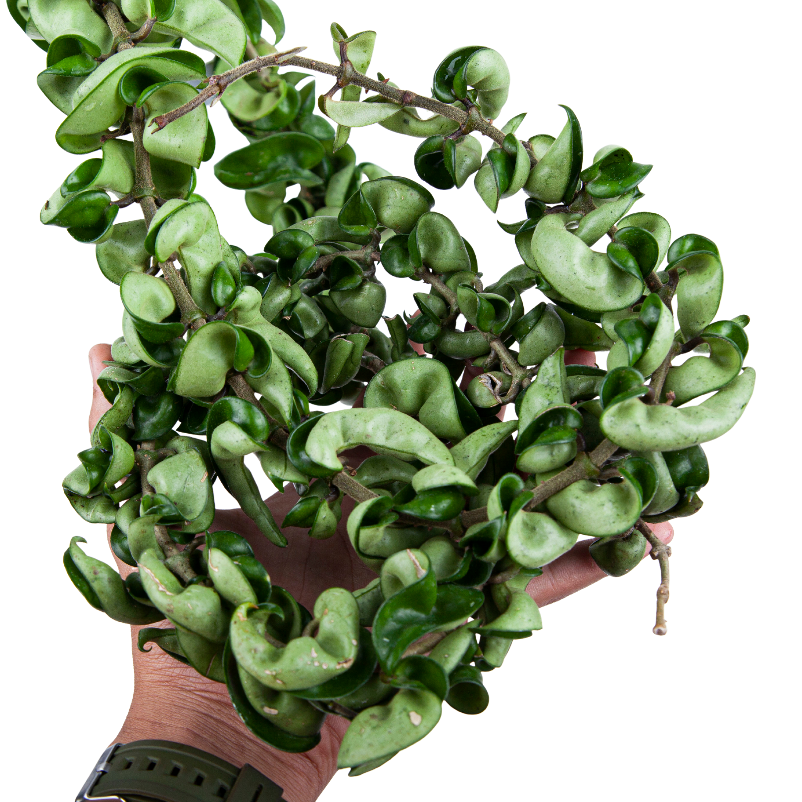 Hoya Hindu Rope (Compacta) - Long size - Image 6