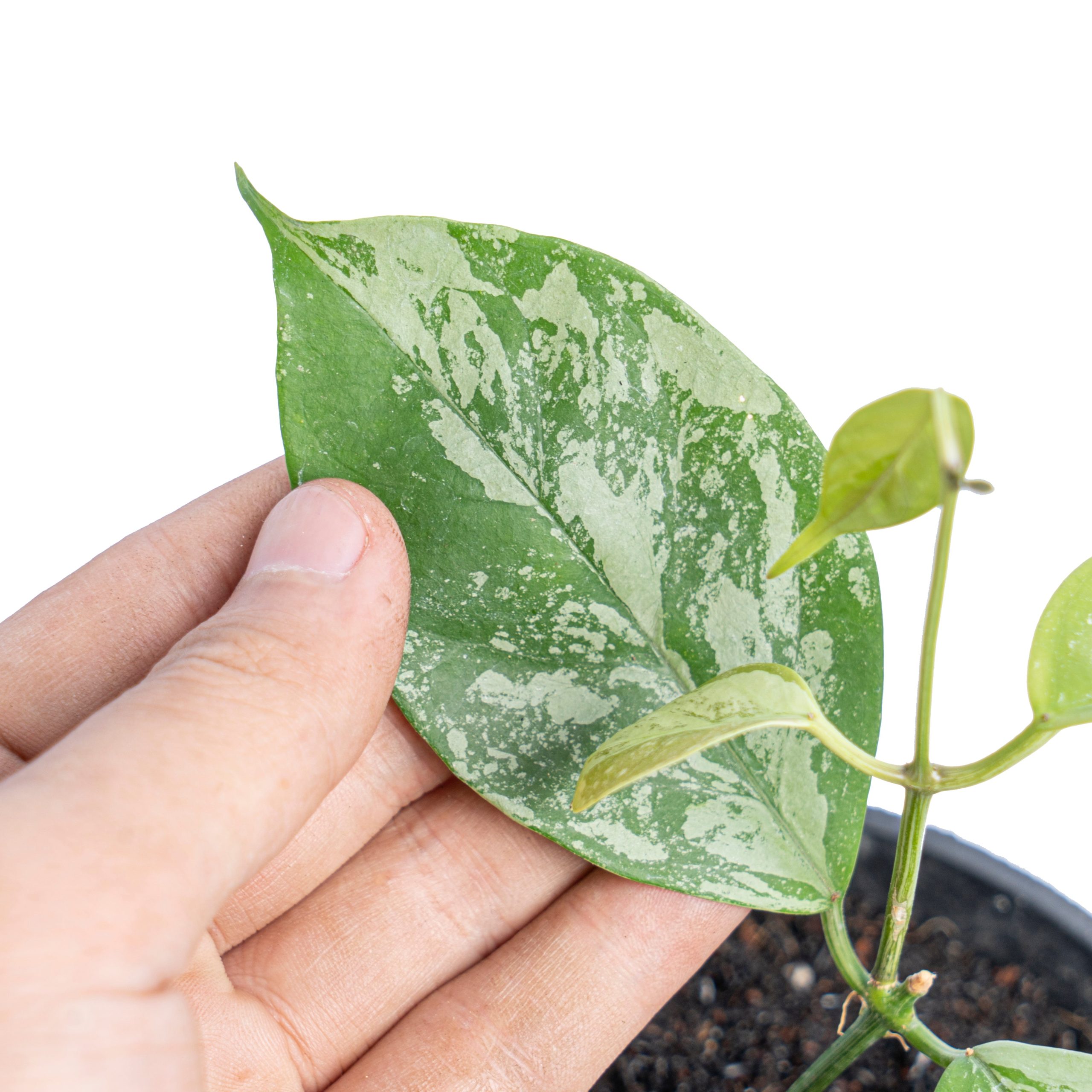 Hoya Coriacea splash - Image 2