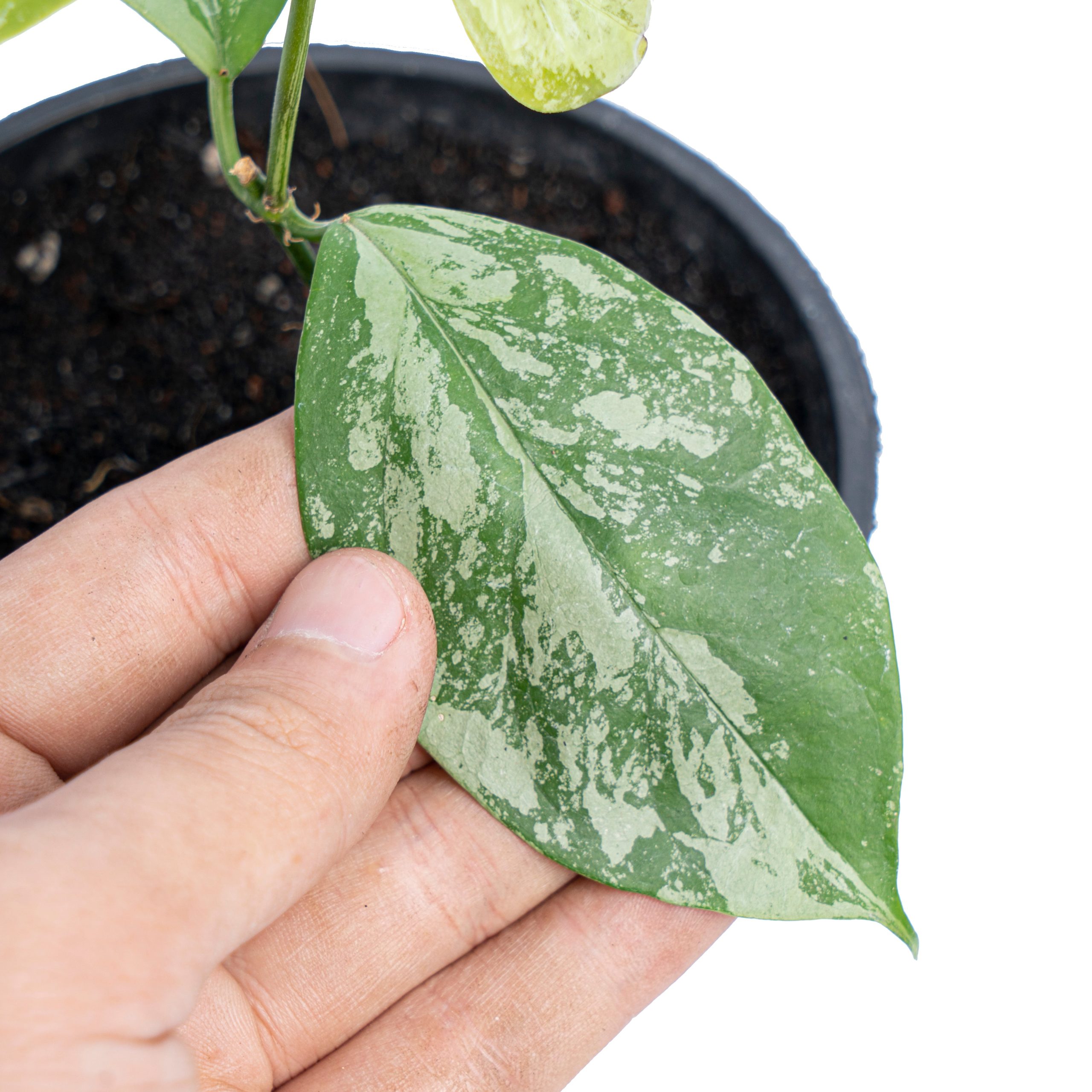 Hoya Coriacea splash - Image 3