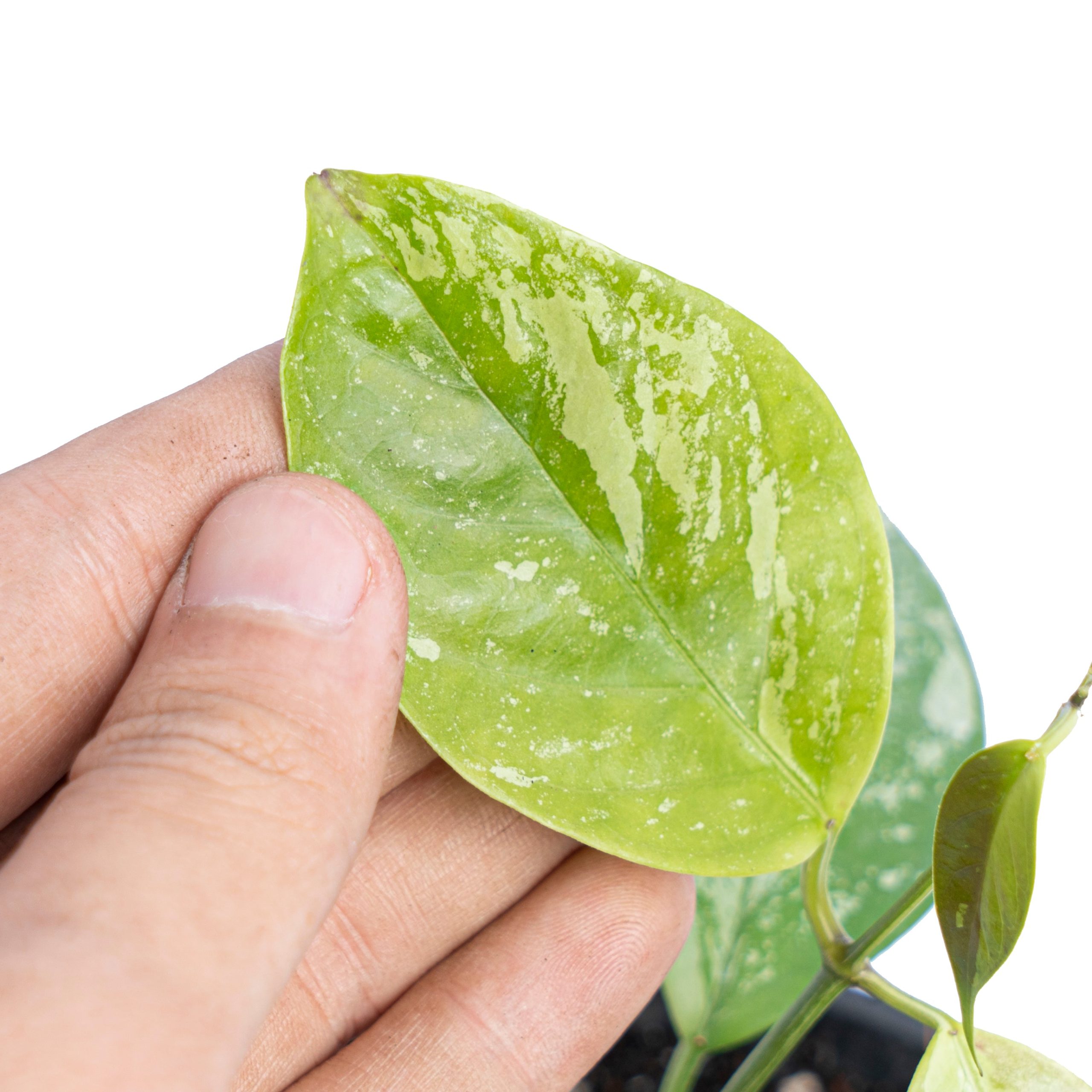 Hoya Coriacea splash - Image 4
