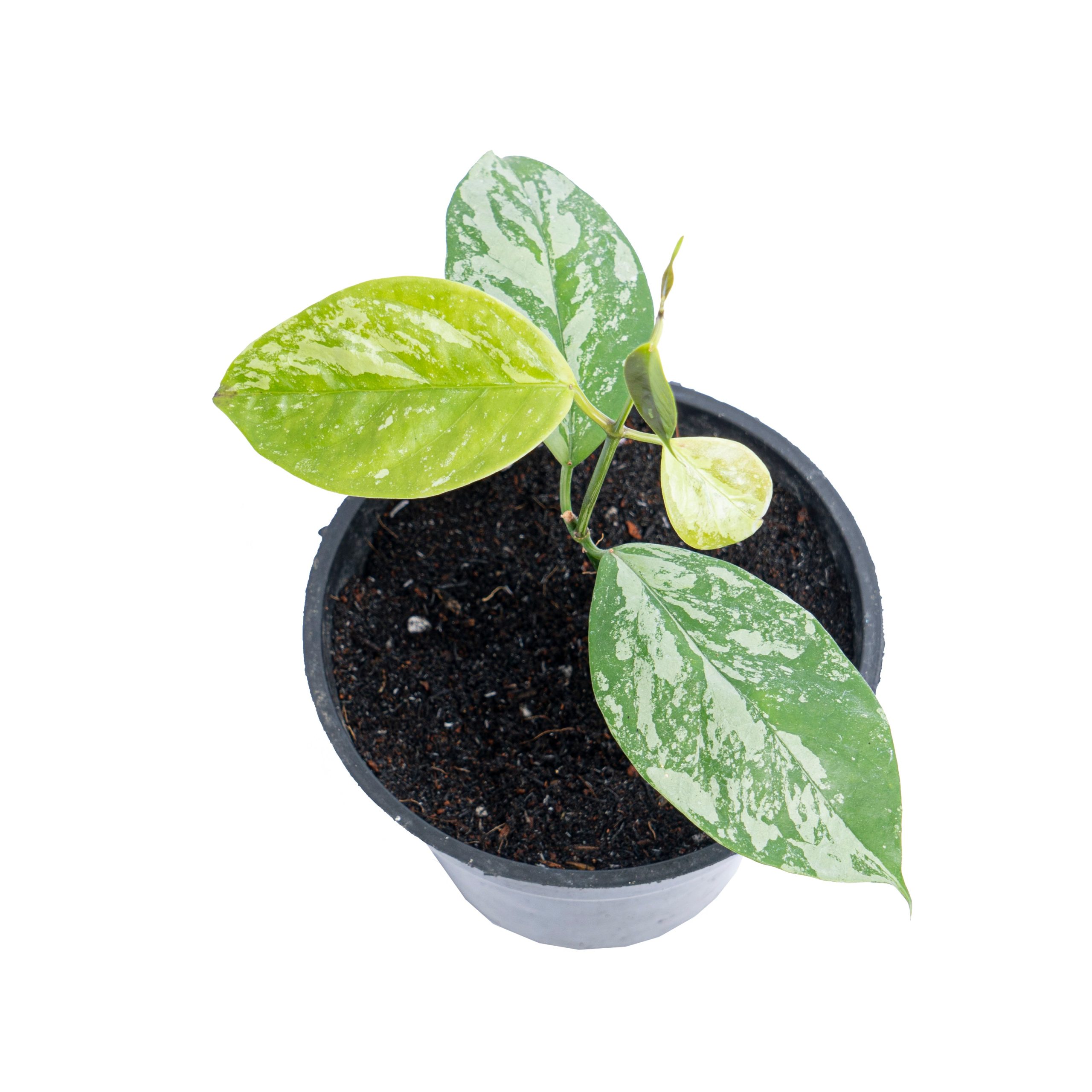 Hoya Coriacea splash - Image 5