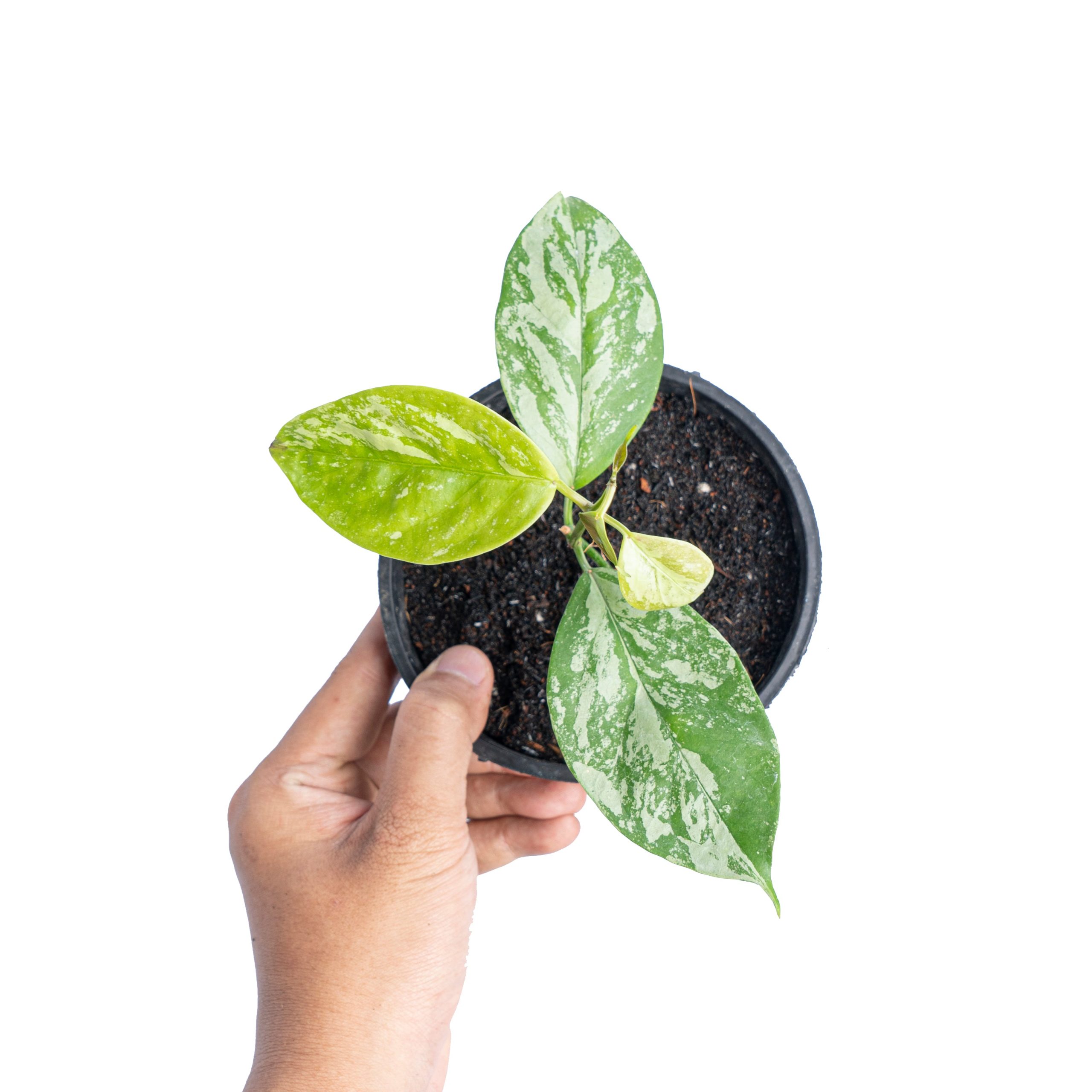 Hoya Coriacea splash - Image 6