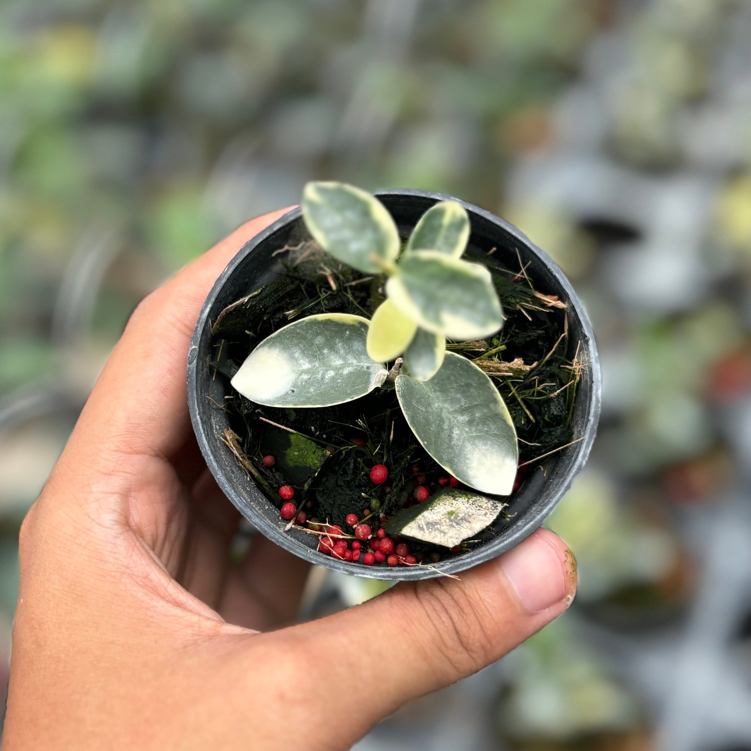 Hoya cumingiana albomarginata - Image 3