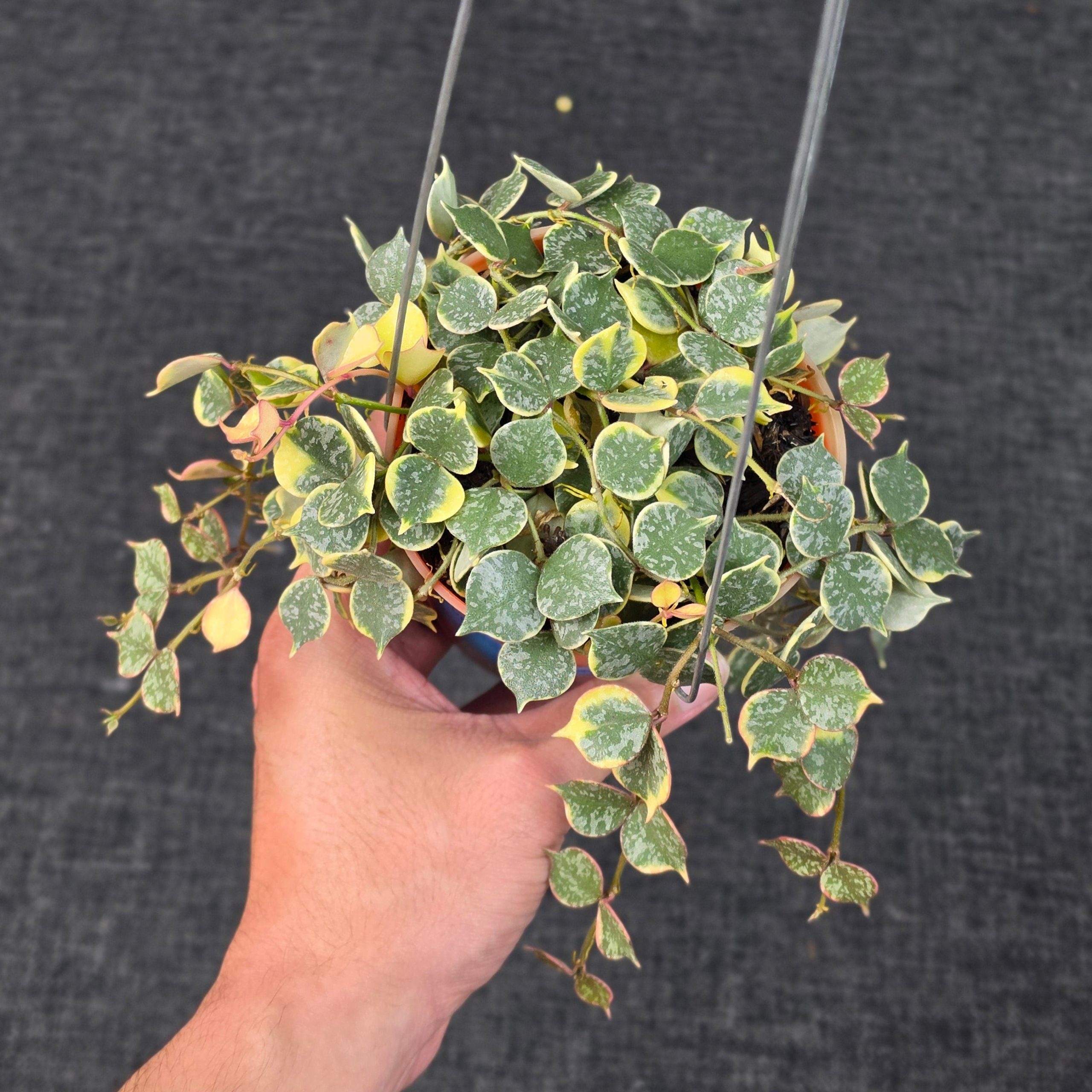 Hoya curtisii 'Albomarginata'