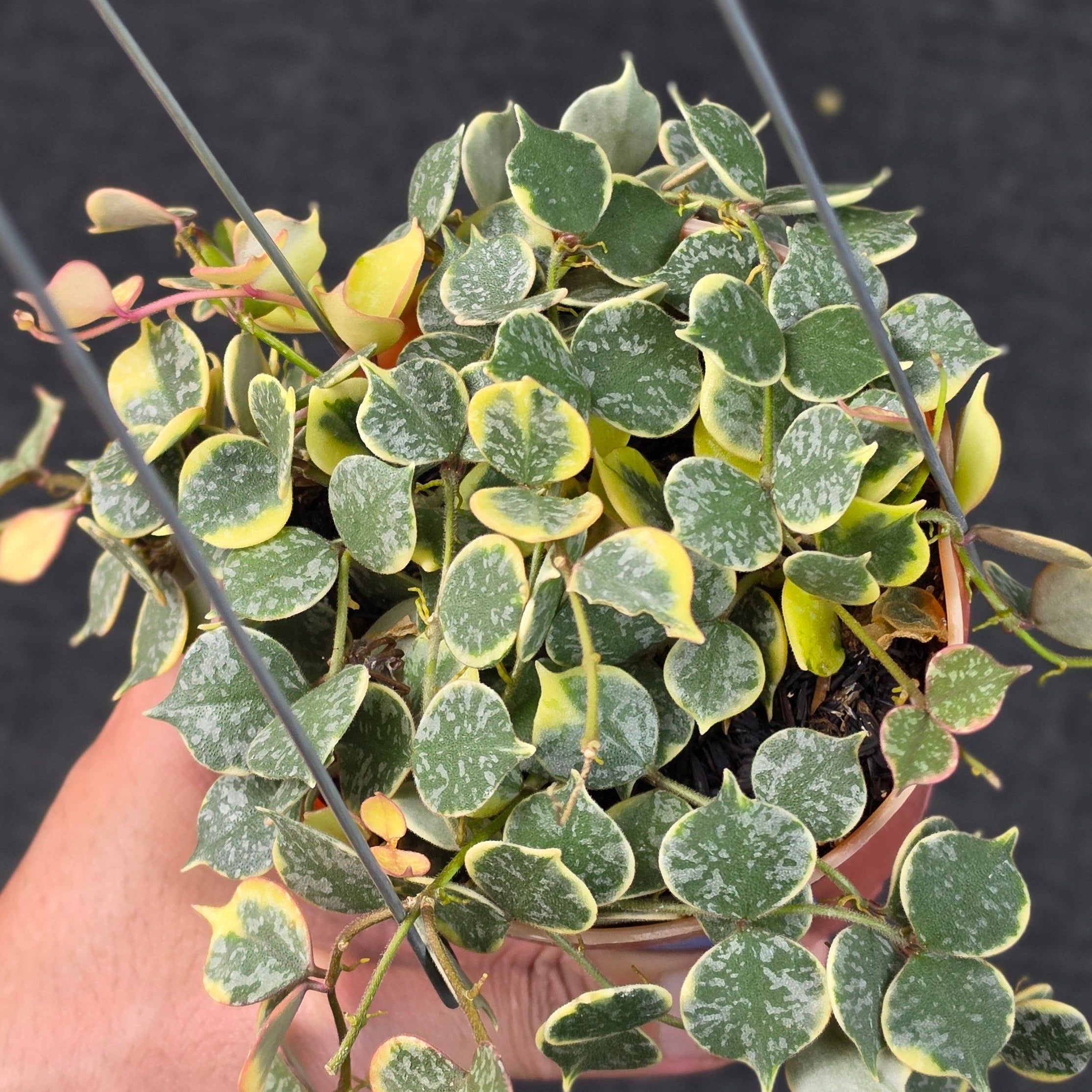 Hoya curtisii 'Albomarginata' - Image 2