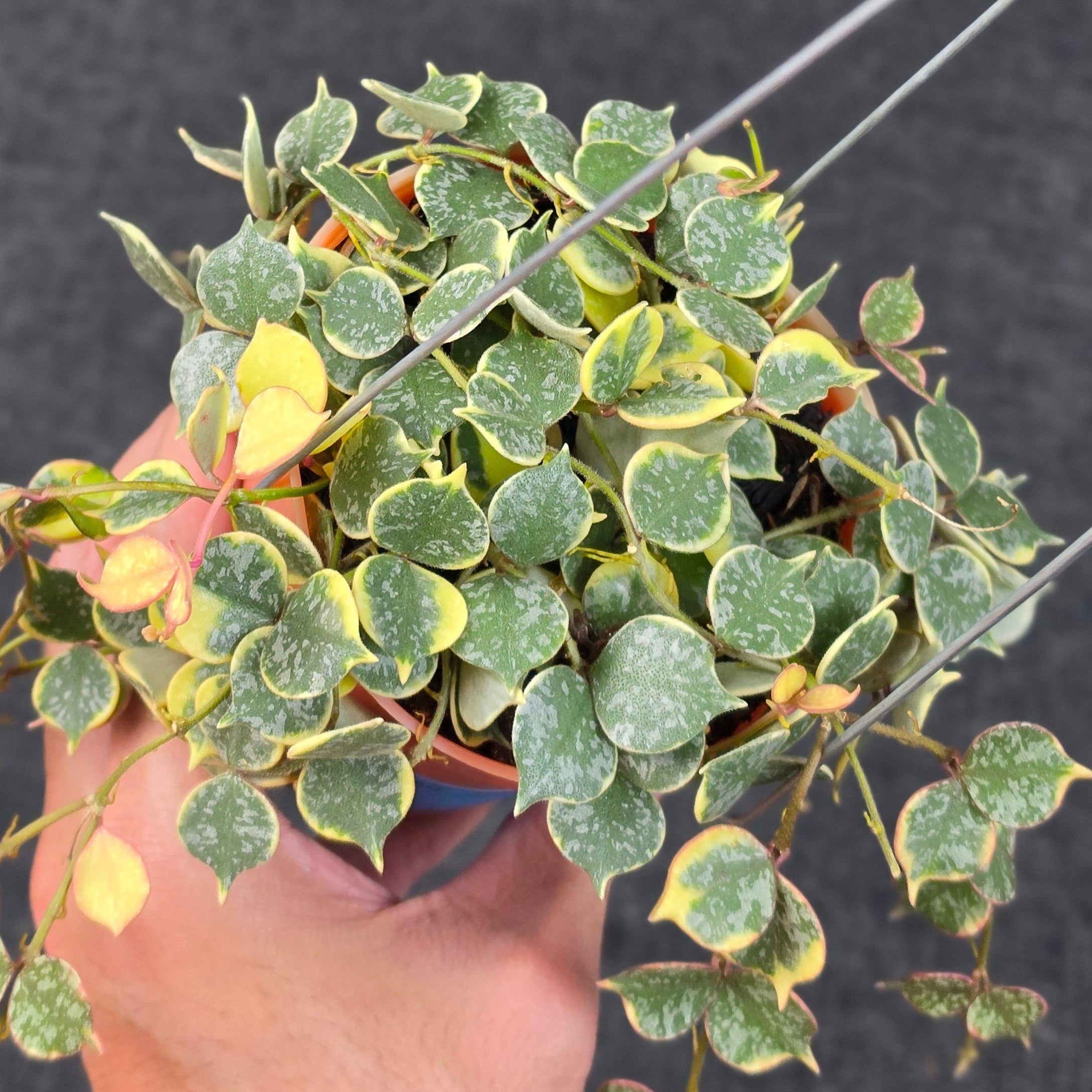 Hoya curtisii 'Albomarginata' - Image 3