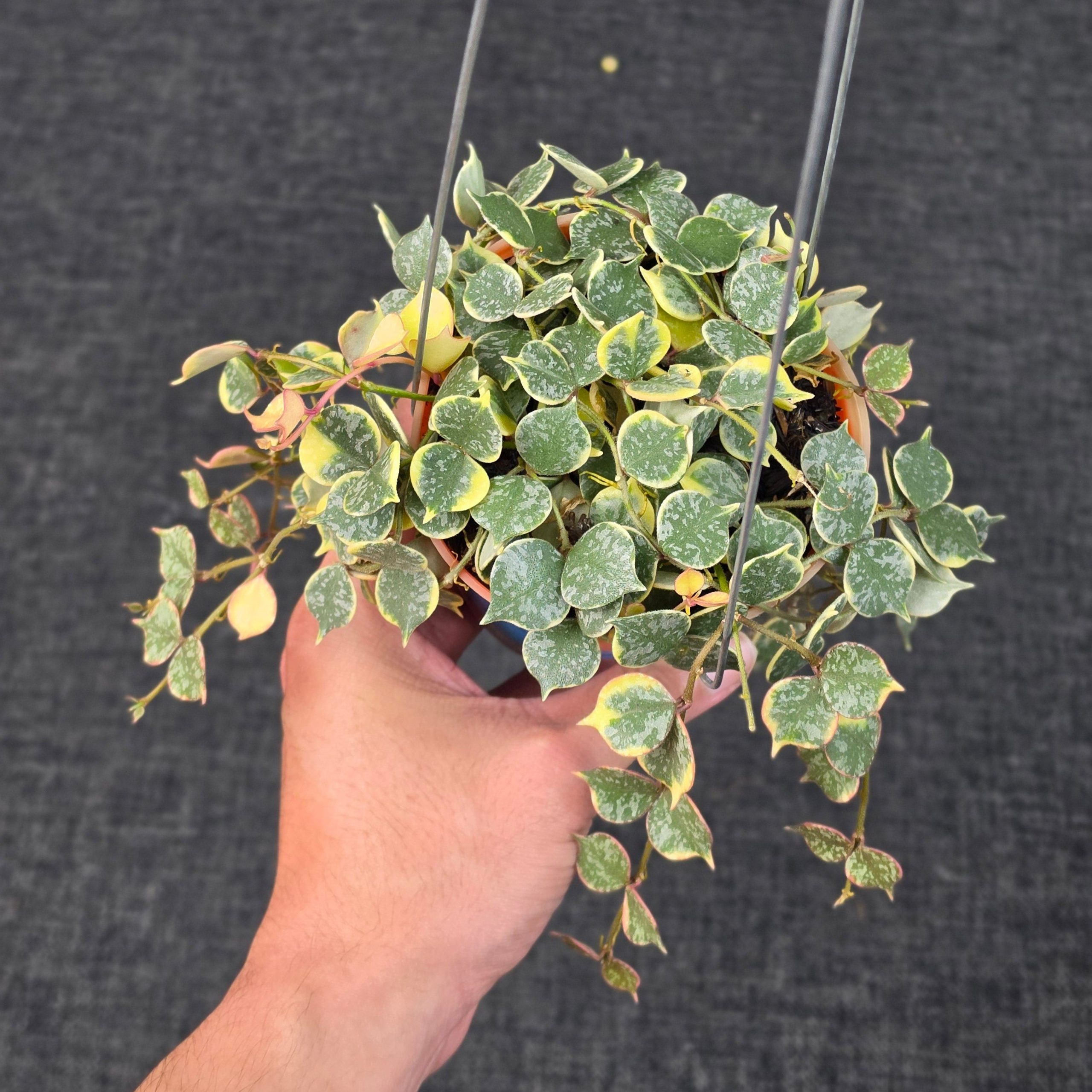 Hoya curtisii 'Albomarginata' - Image 4