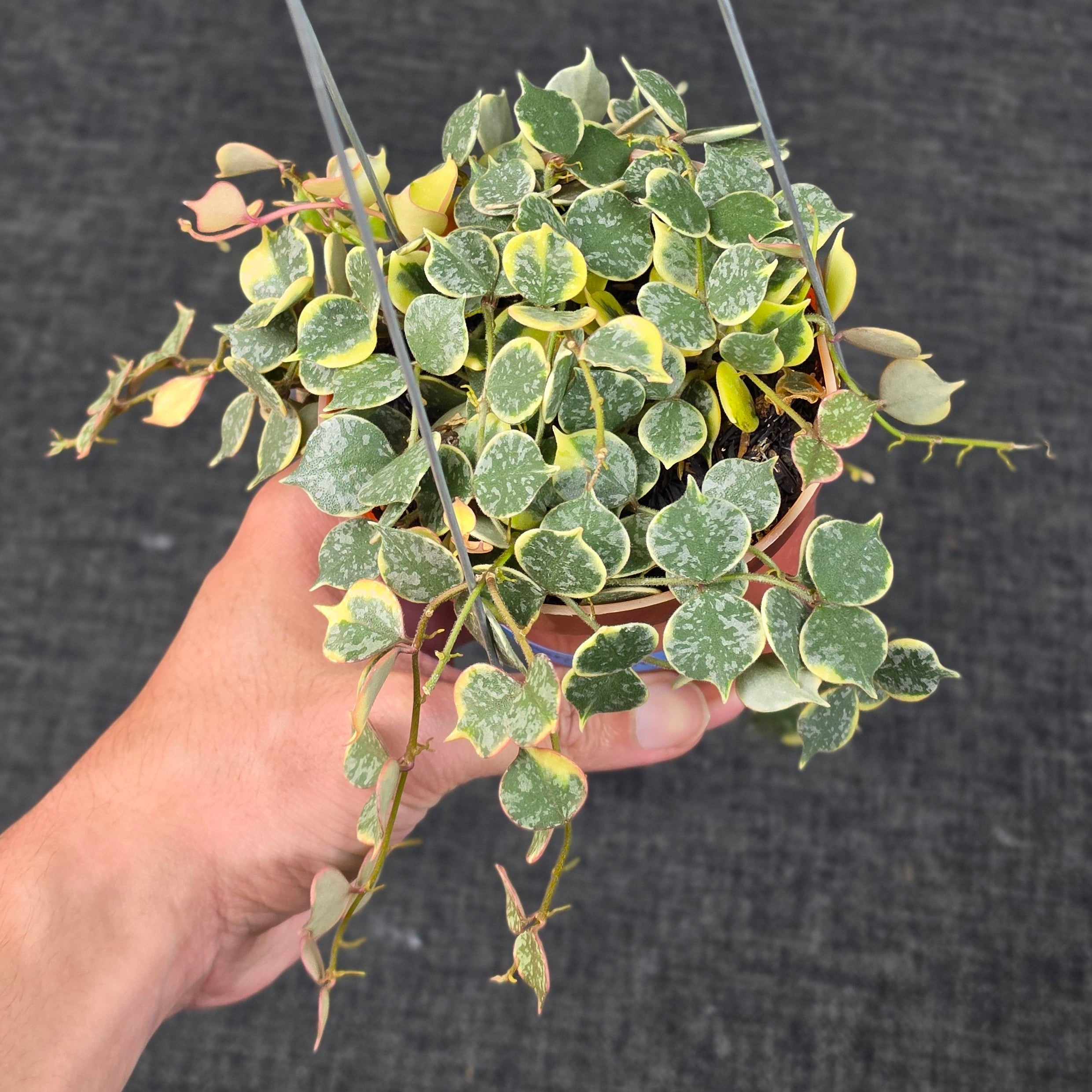 Hoya curtisii 'Albomarginata' - Image 5