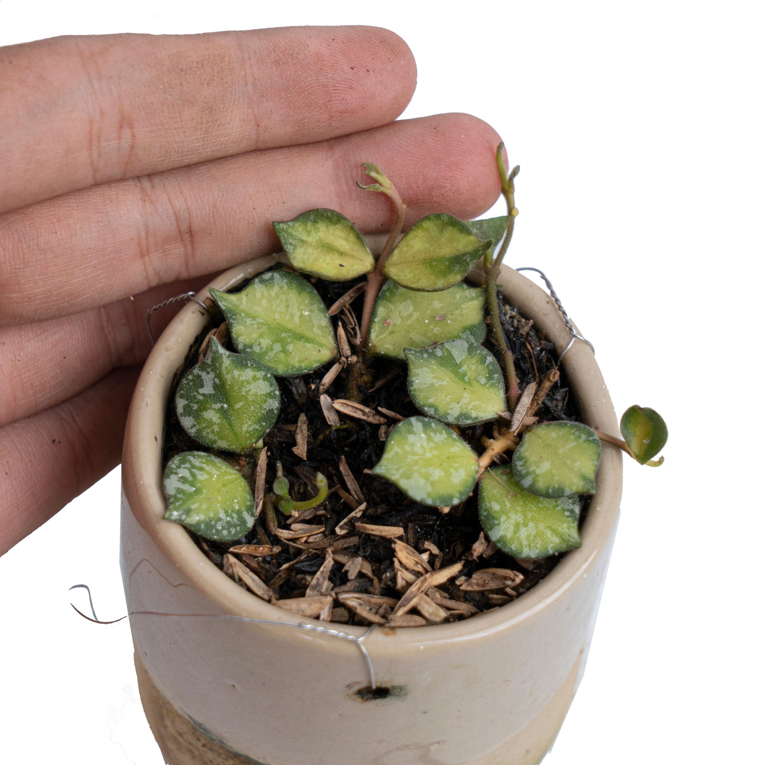 Hoya Curtisii Variegated - Image 2