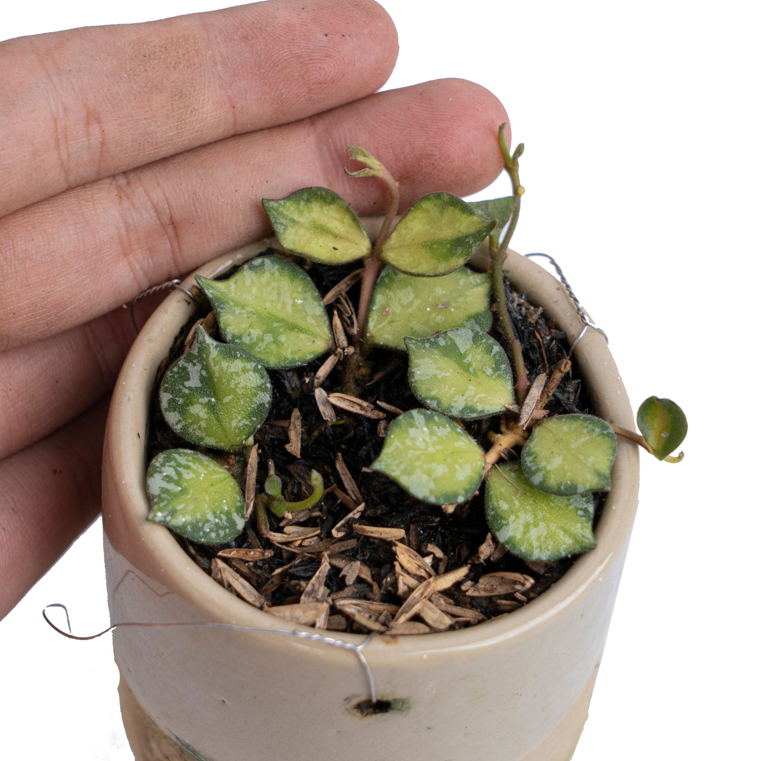 Hoya Curtisii Variegated - Image 3