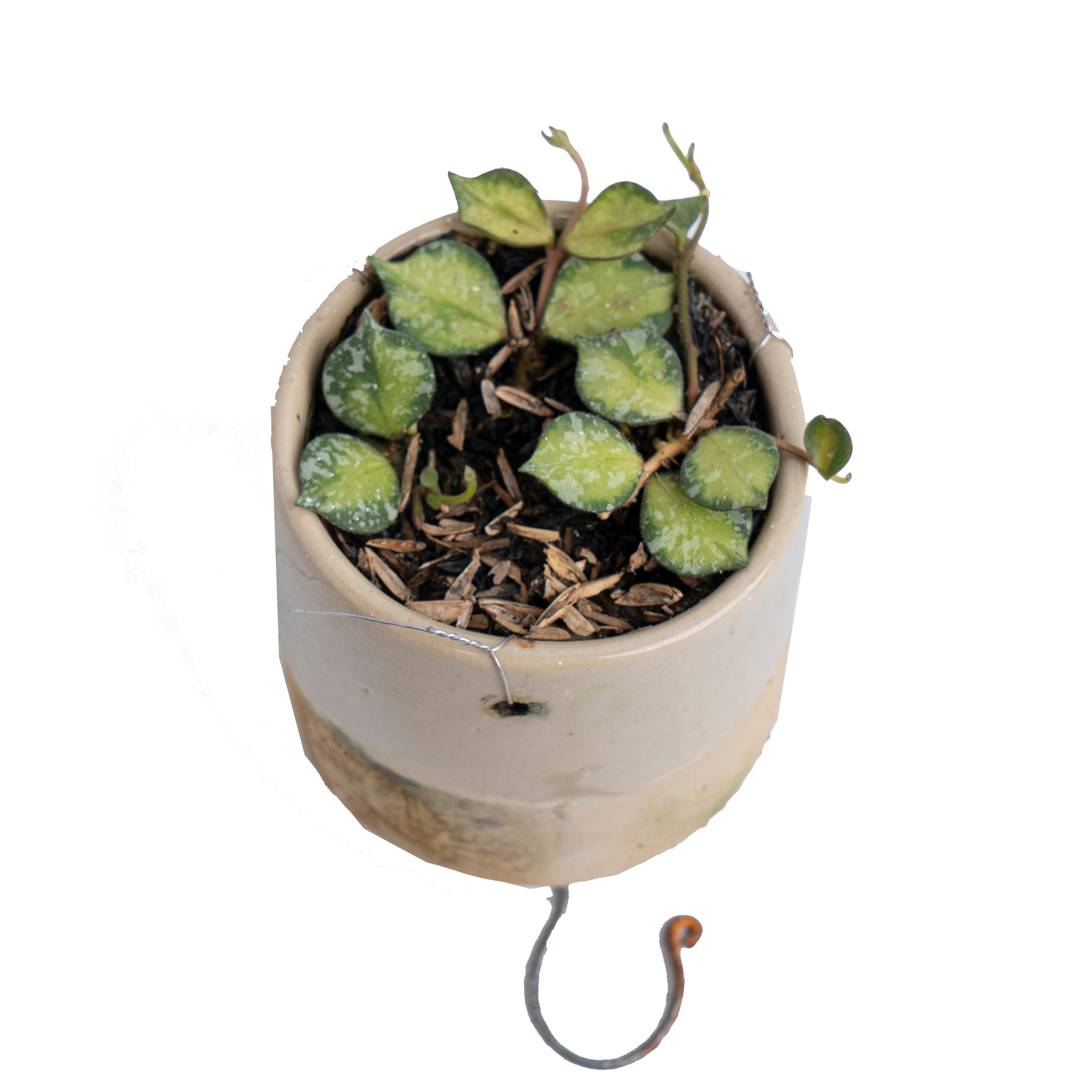 Hoya Curtisii Variegated - Image 4