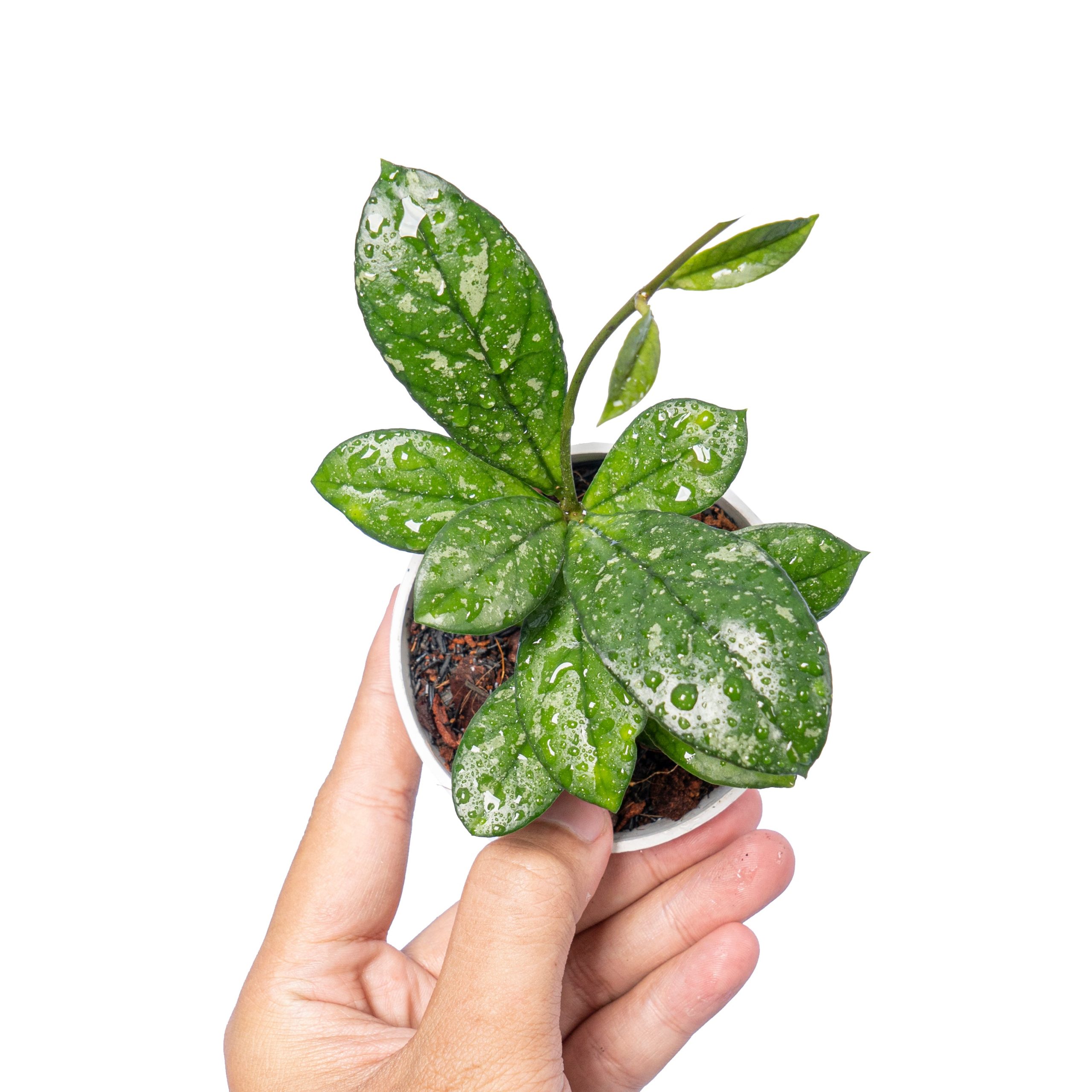 Hoya crassipetiolata splash