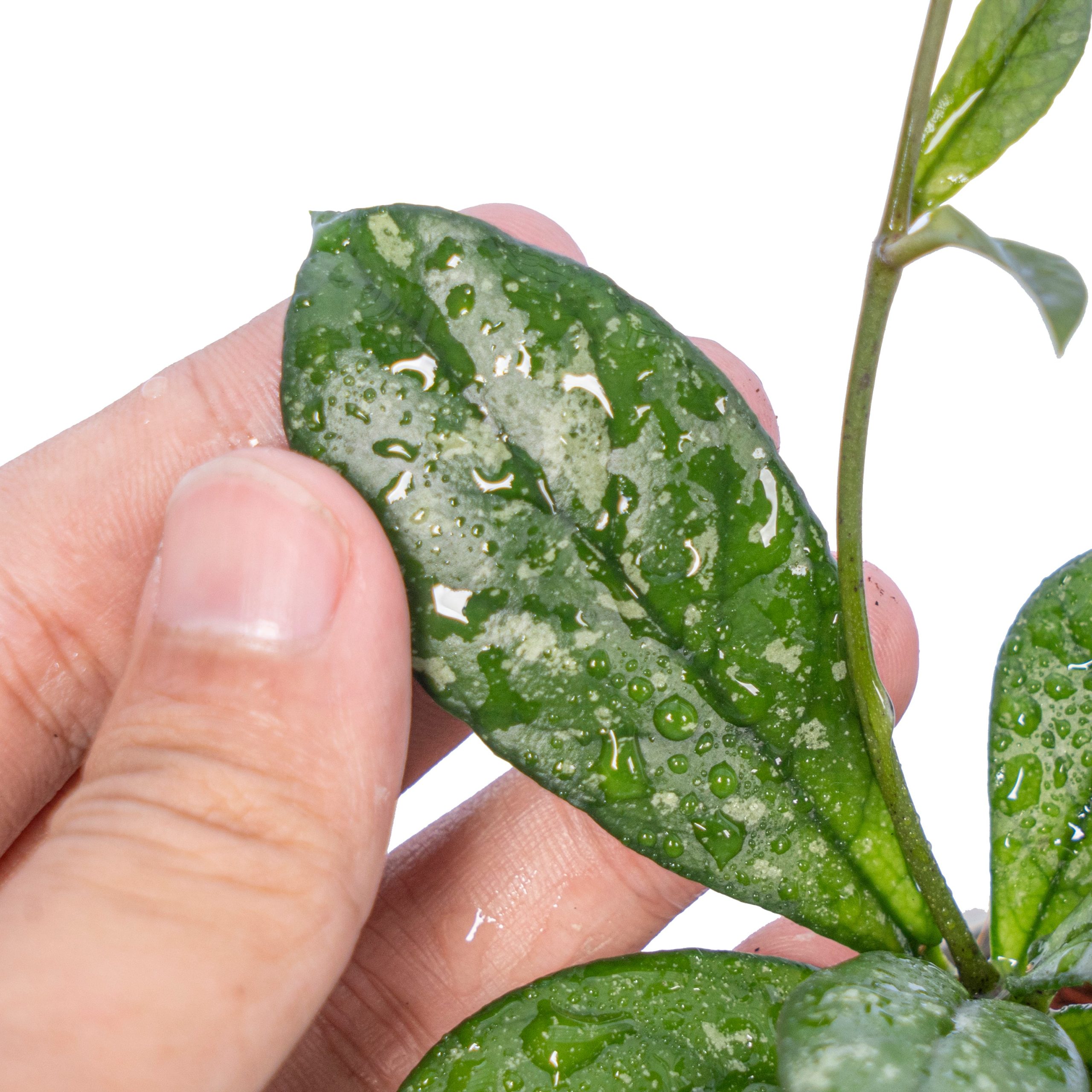 Hoya crassipetiolata splash - Image 3