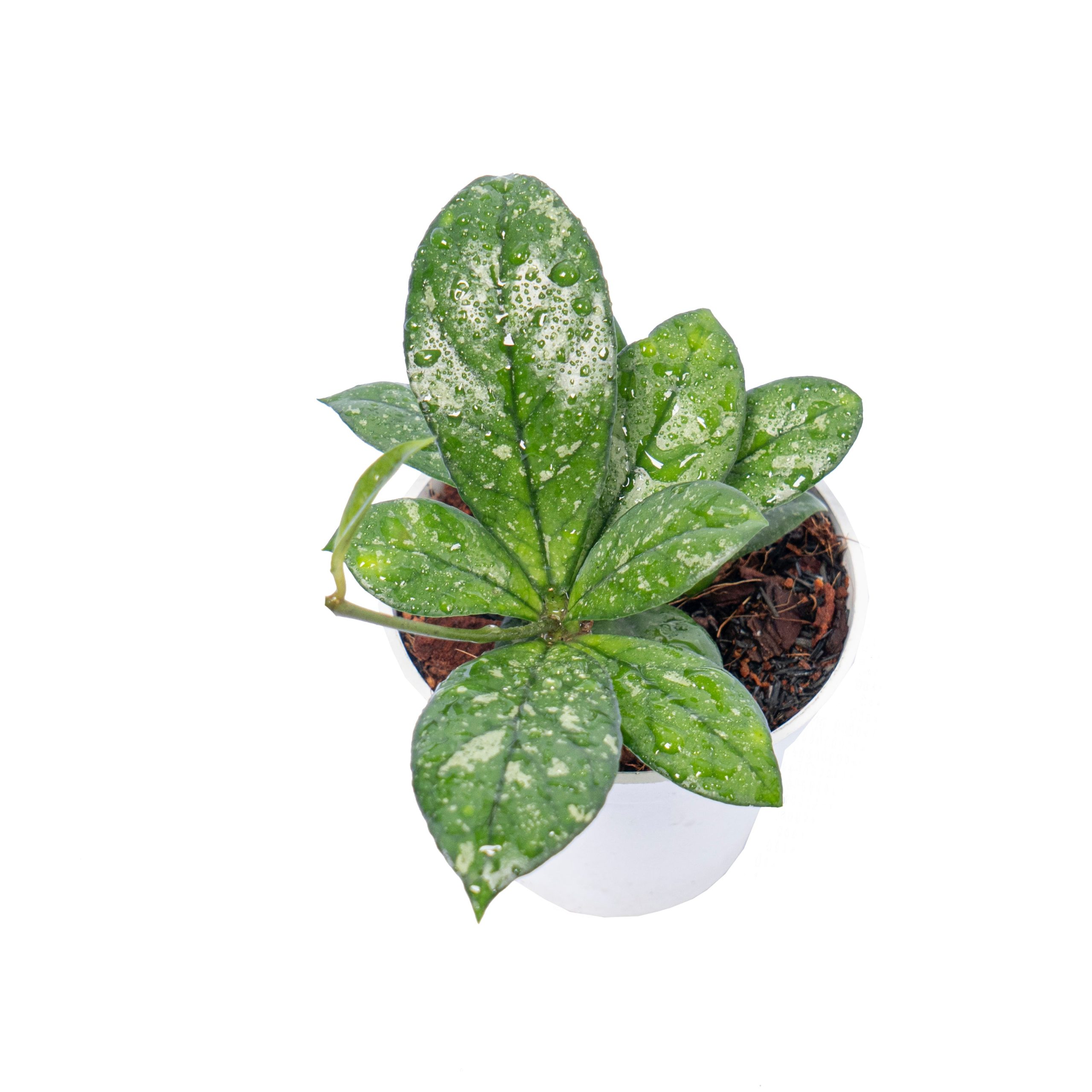Hoya crassipetiolata splash - Image 5