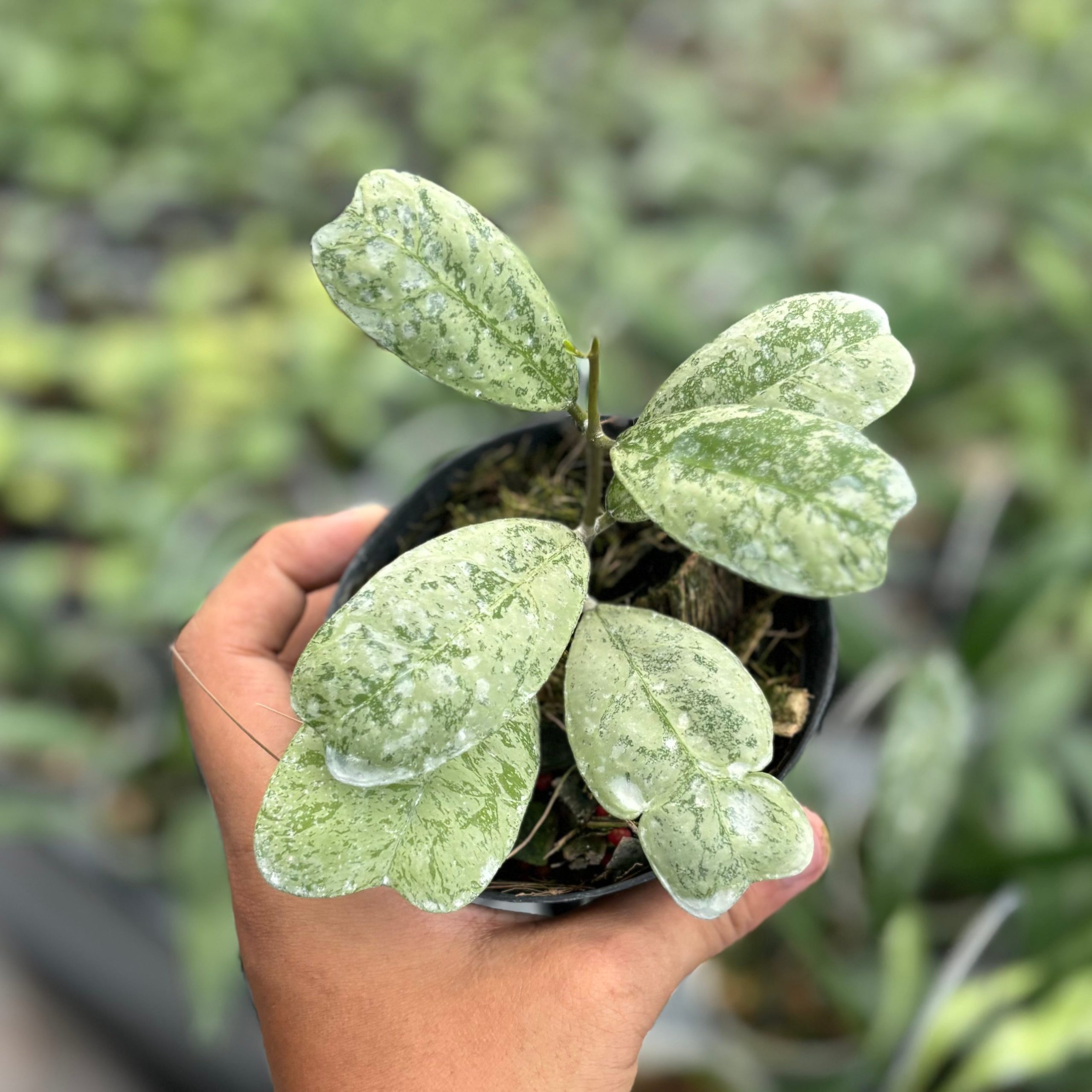 Hoya deykeae morning dew