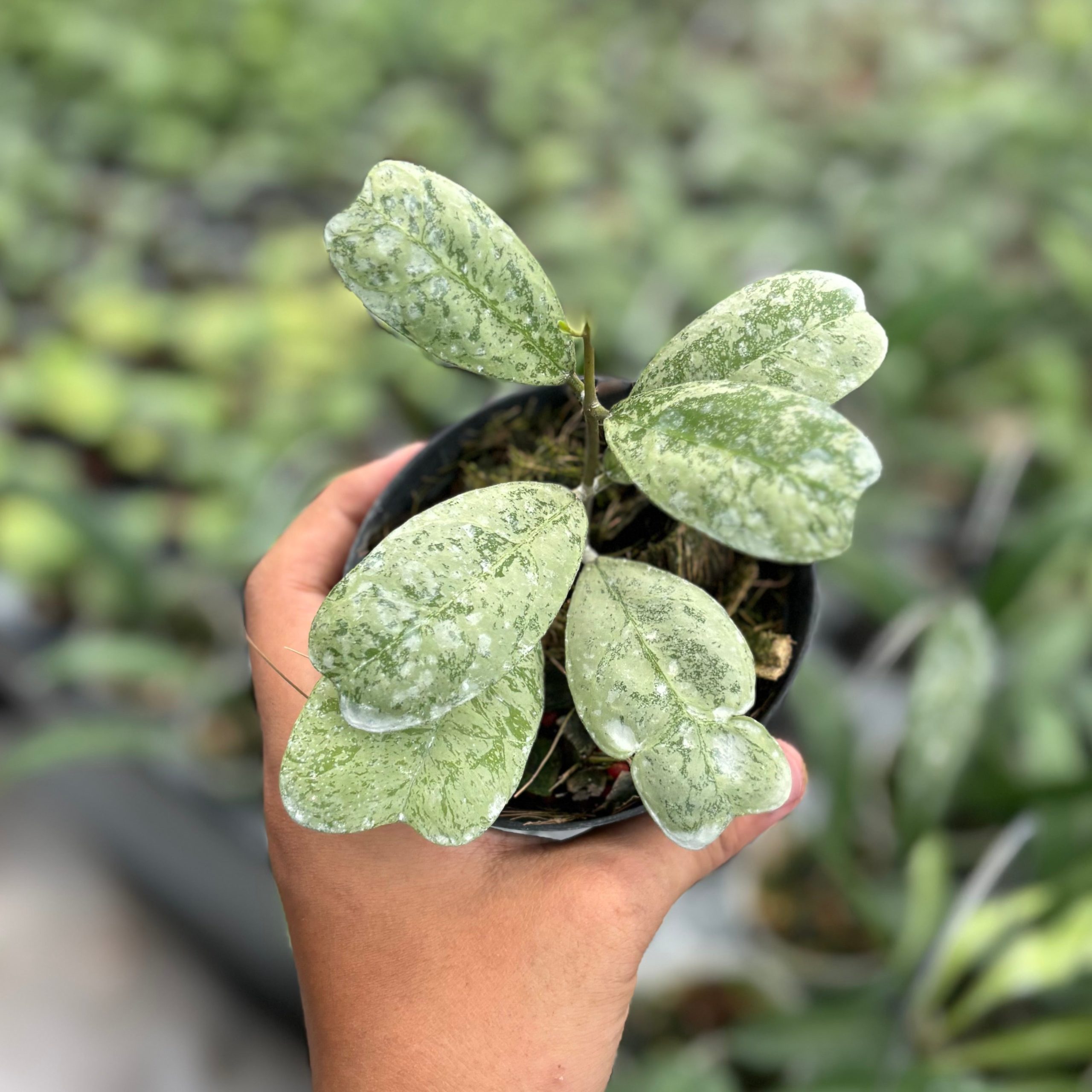 Hoya deykeae morning dew - Image 2