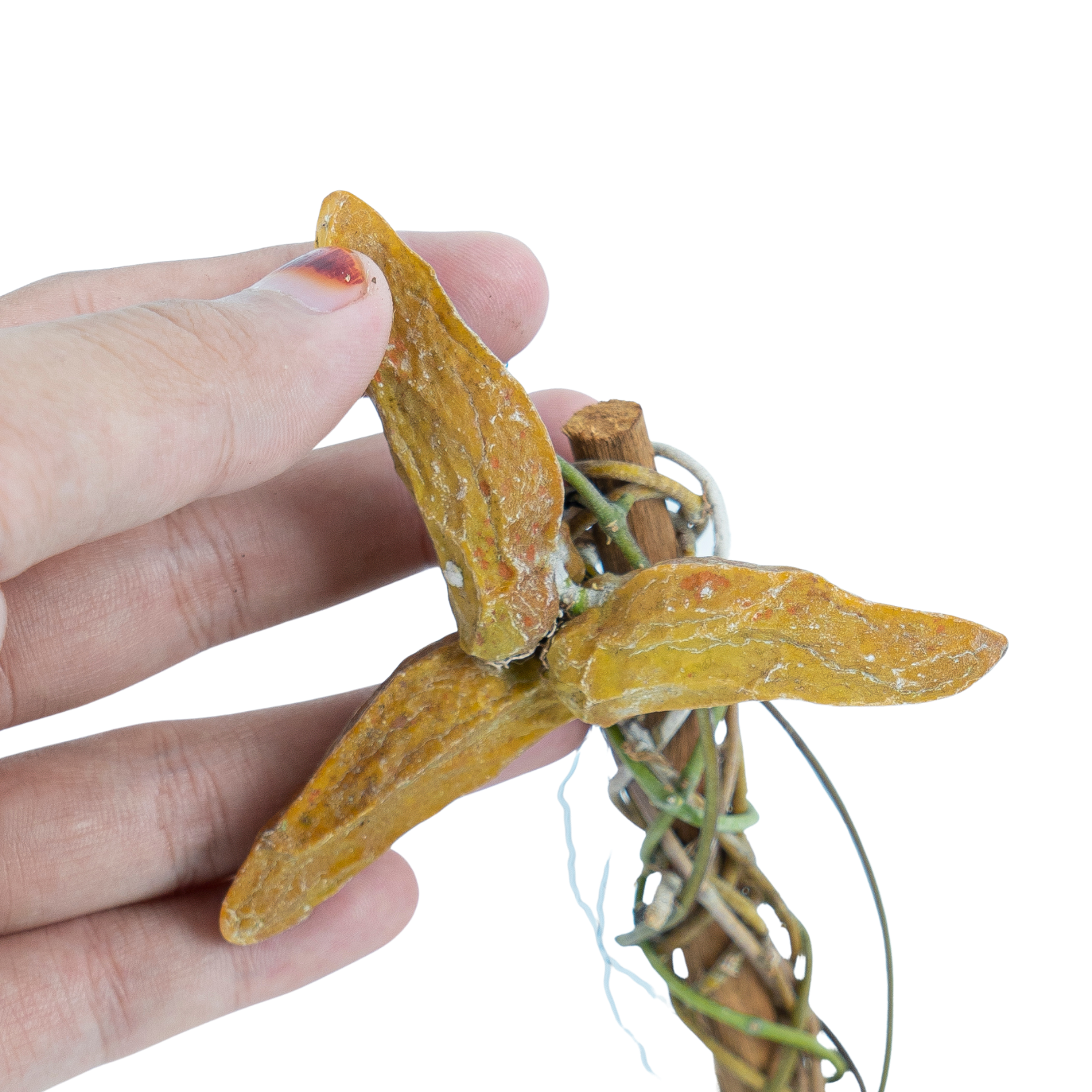 Hoya Dischidia Major - Image 2