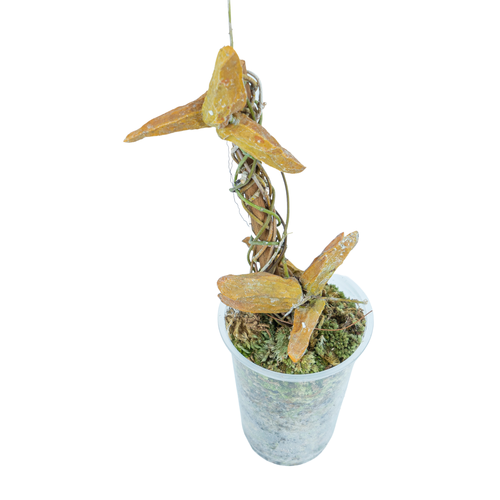 Hoya Dischidia Major - Image 4