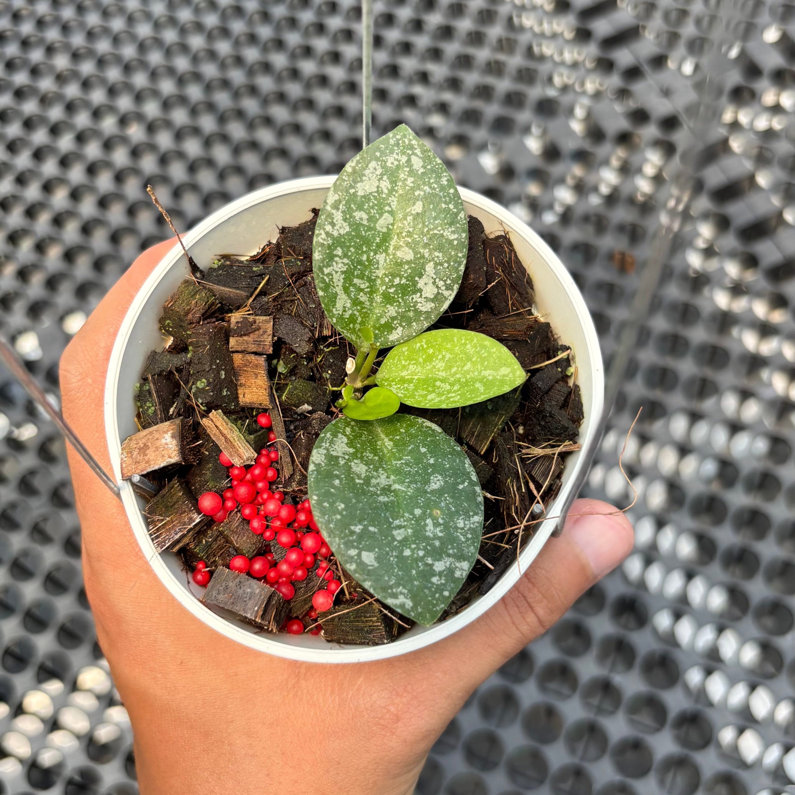Hoya elliptica x imbricata - Image 2