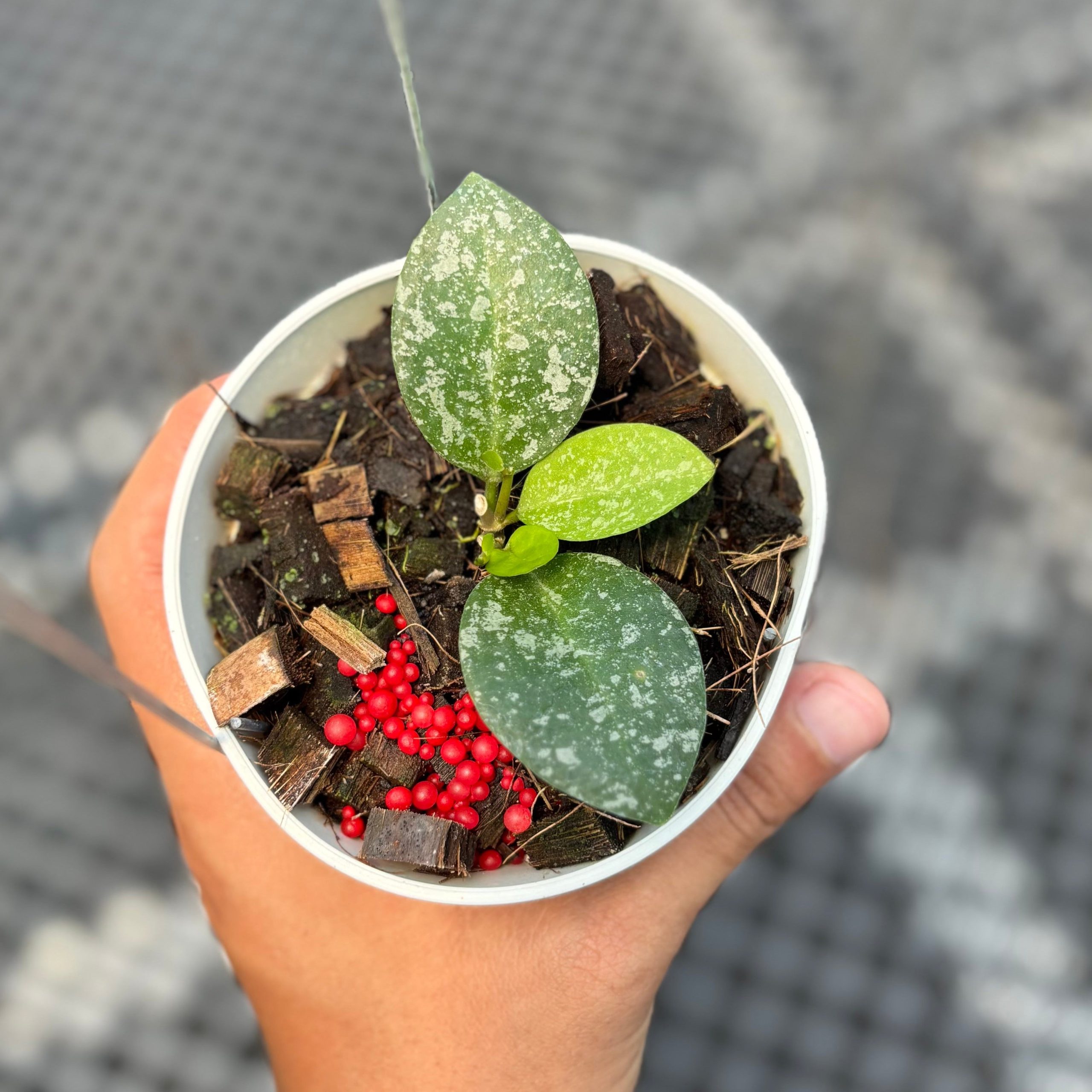 Hoya elliptica x imbricata - Image 3