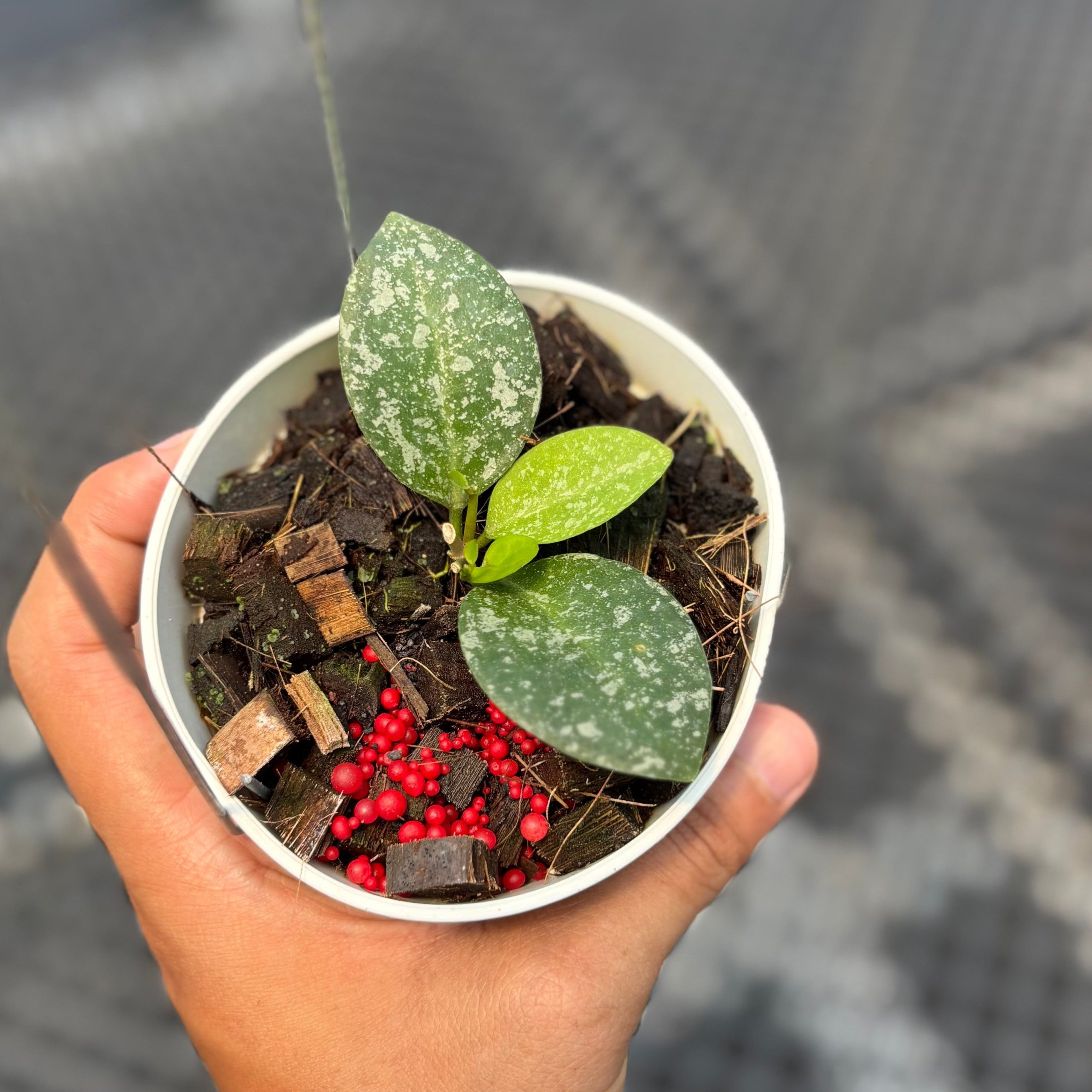 Hoya elliptica x imbricata - Image 4
