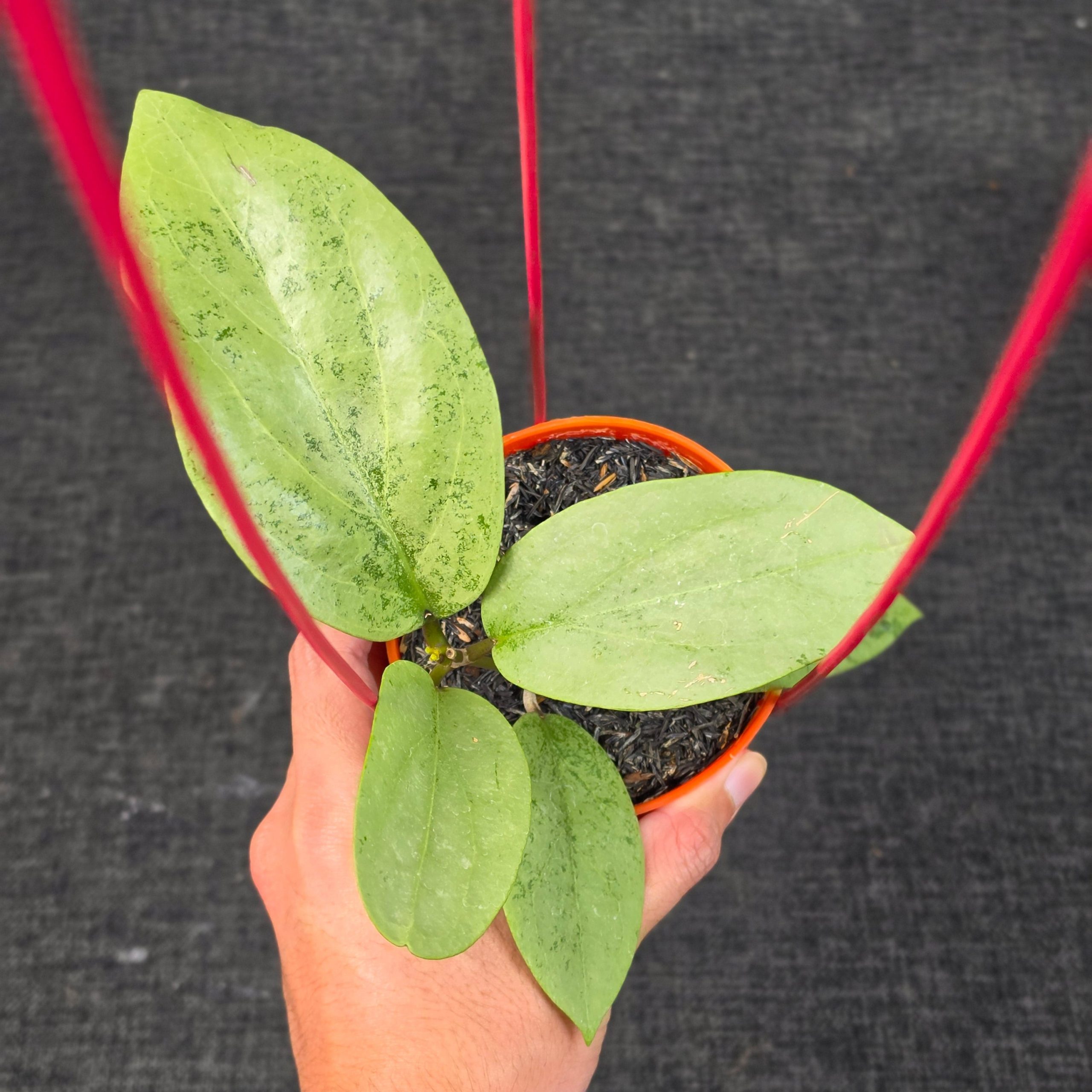 Hoya 'Ellira' Silver - Image 4