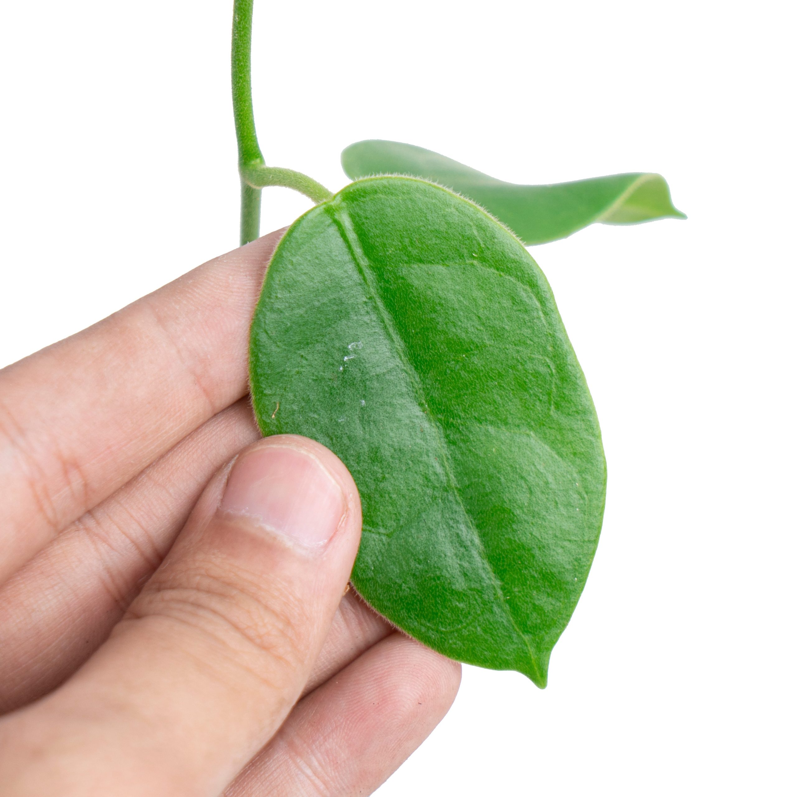 Hoya Eriostema - Image 2