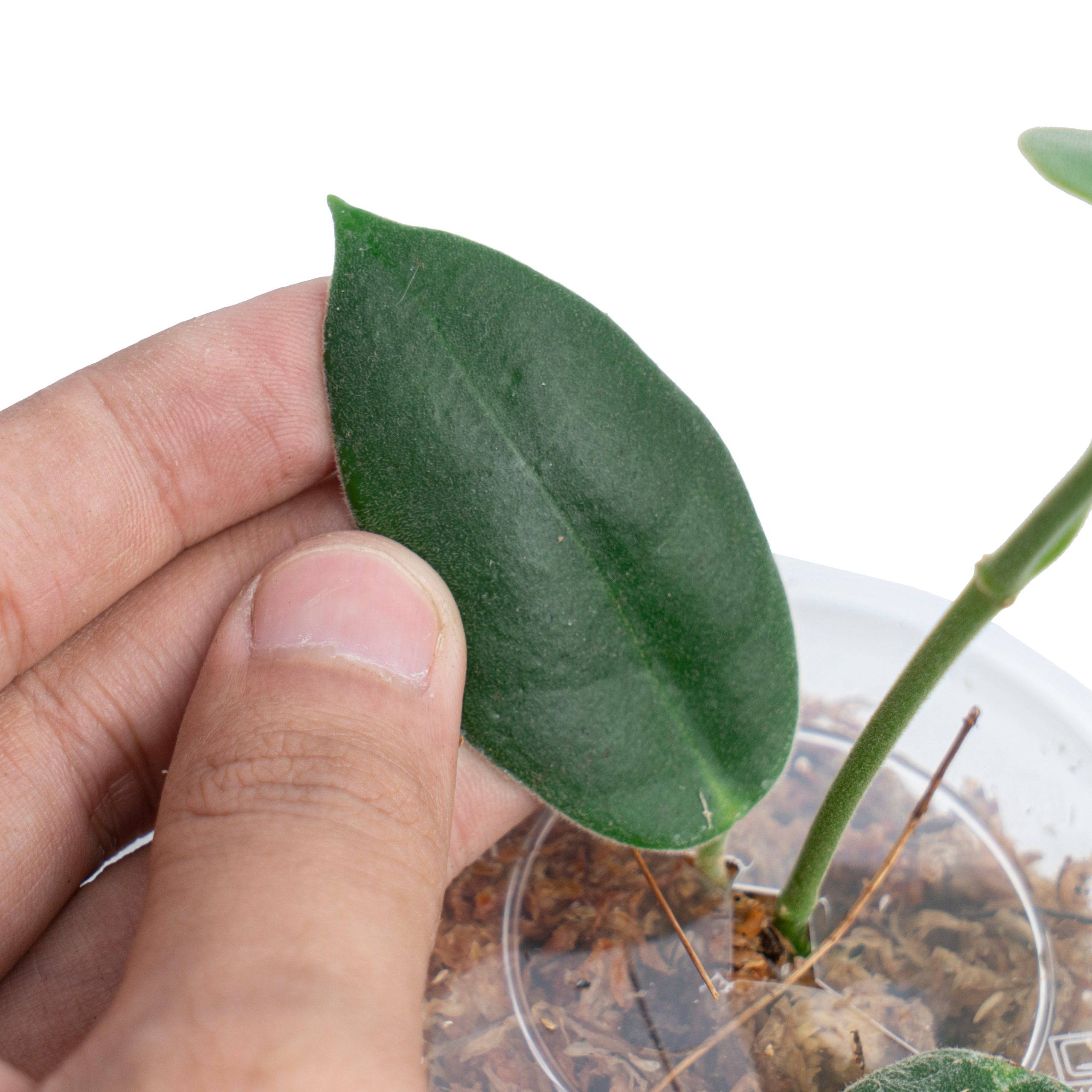 Hoya Eriostema - Image 3