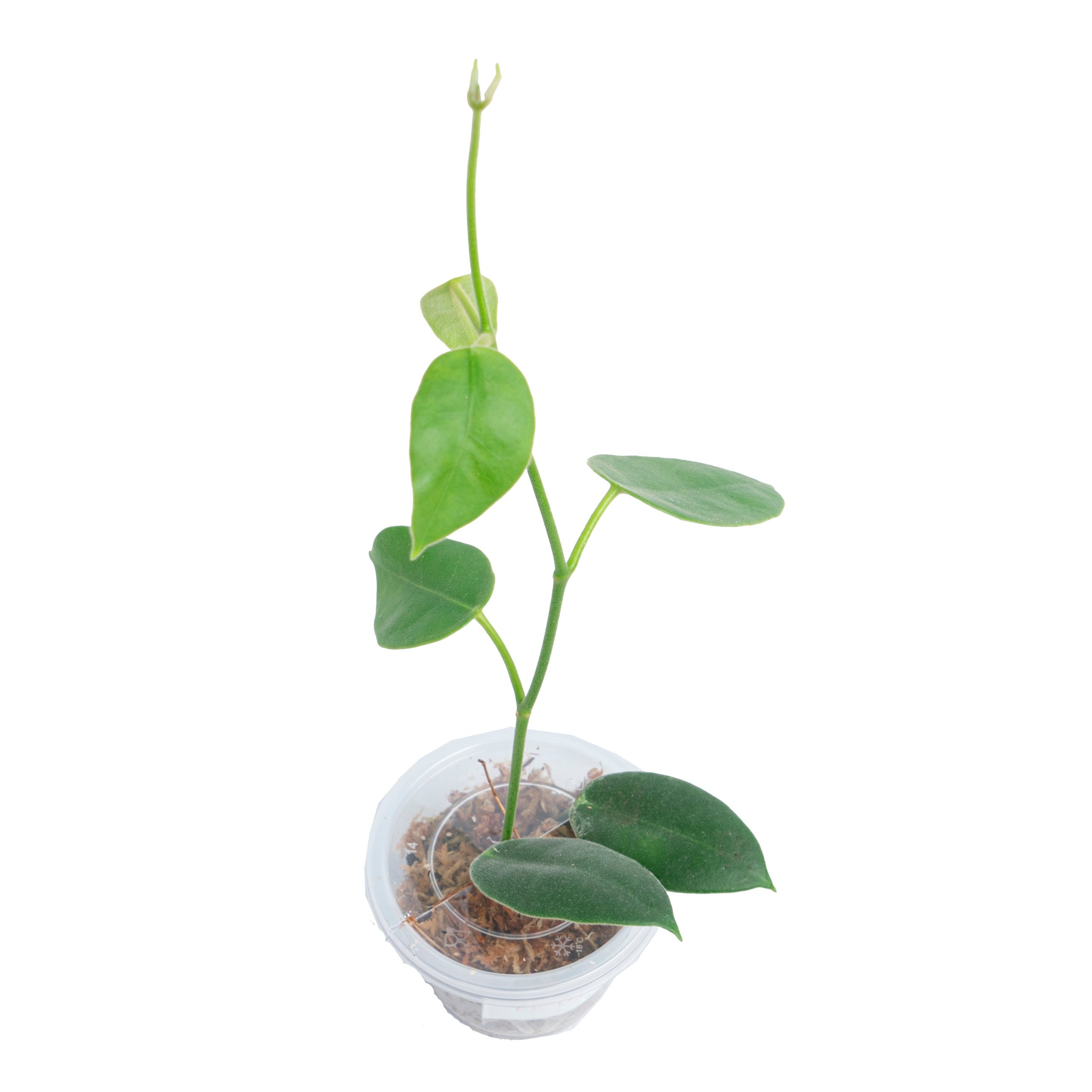 Hoya Eriostema - Image 4