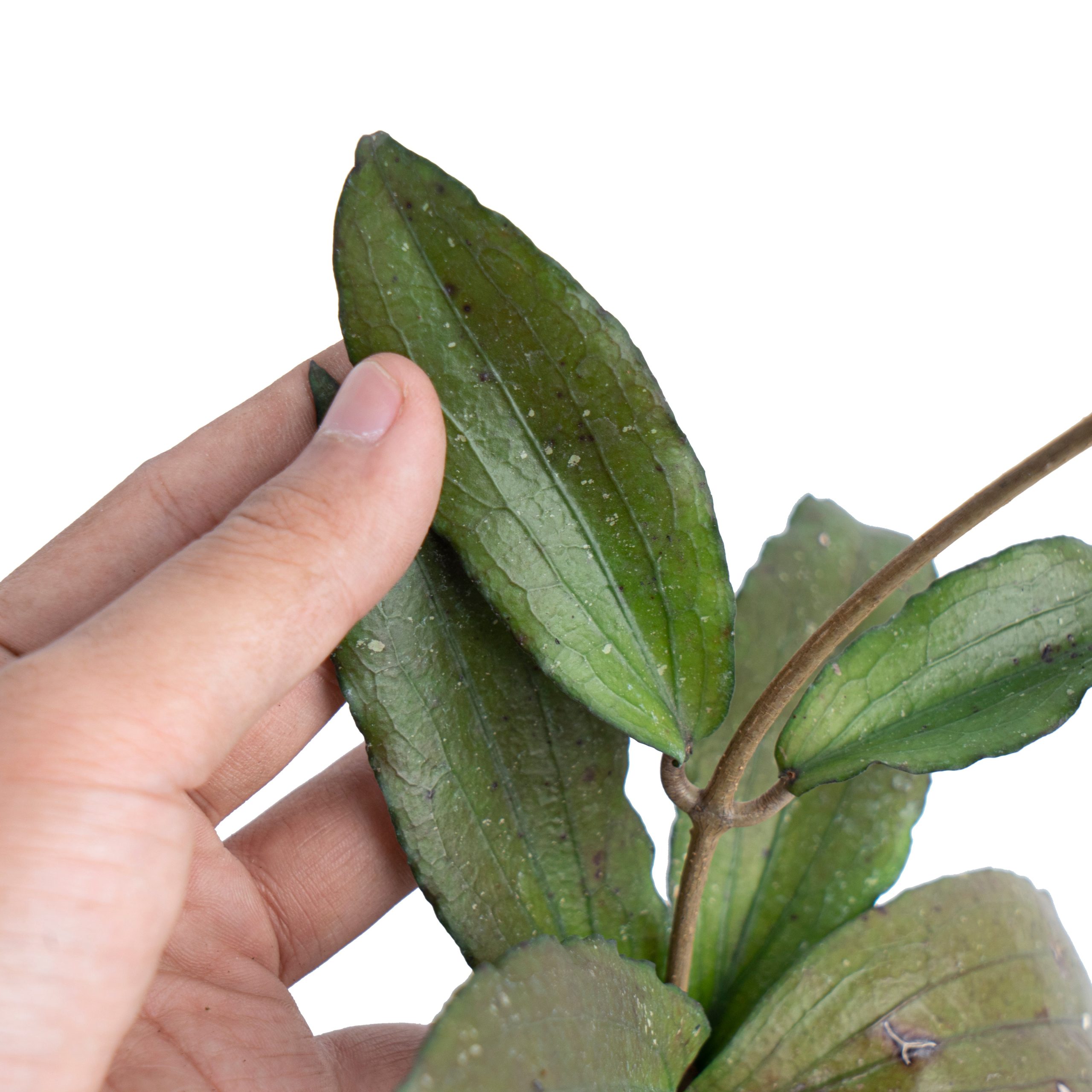 Hoya Erythrina Splash Sp Bajo - Image 2