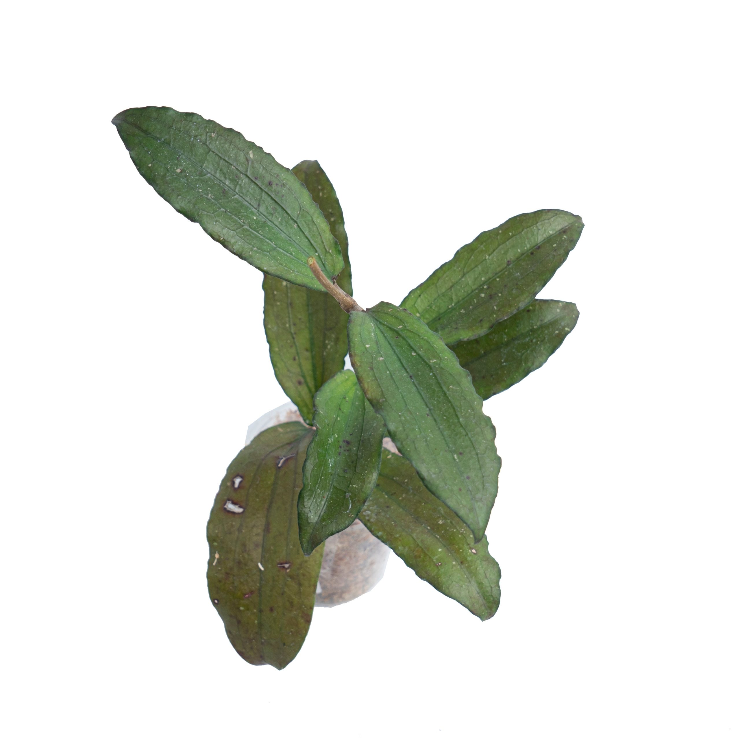 Hoya Erythrina Splash Sp Bajo - Image 3