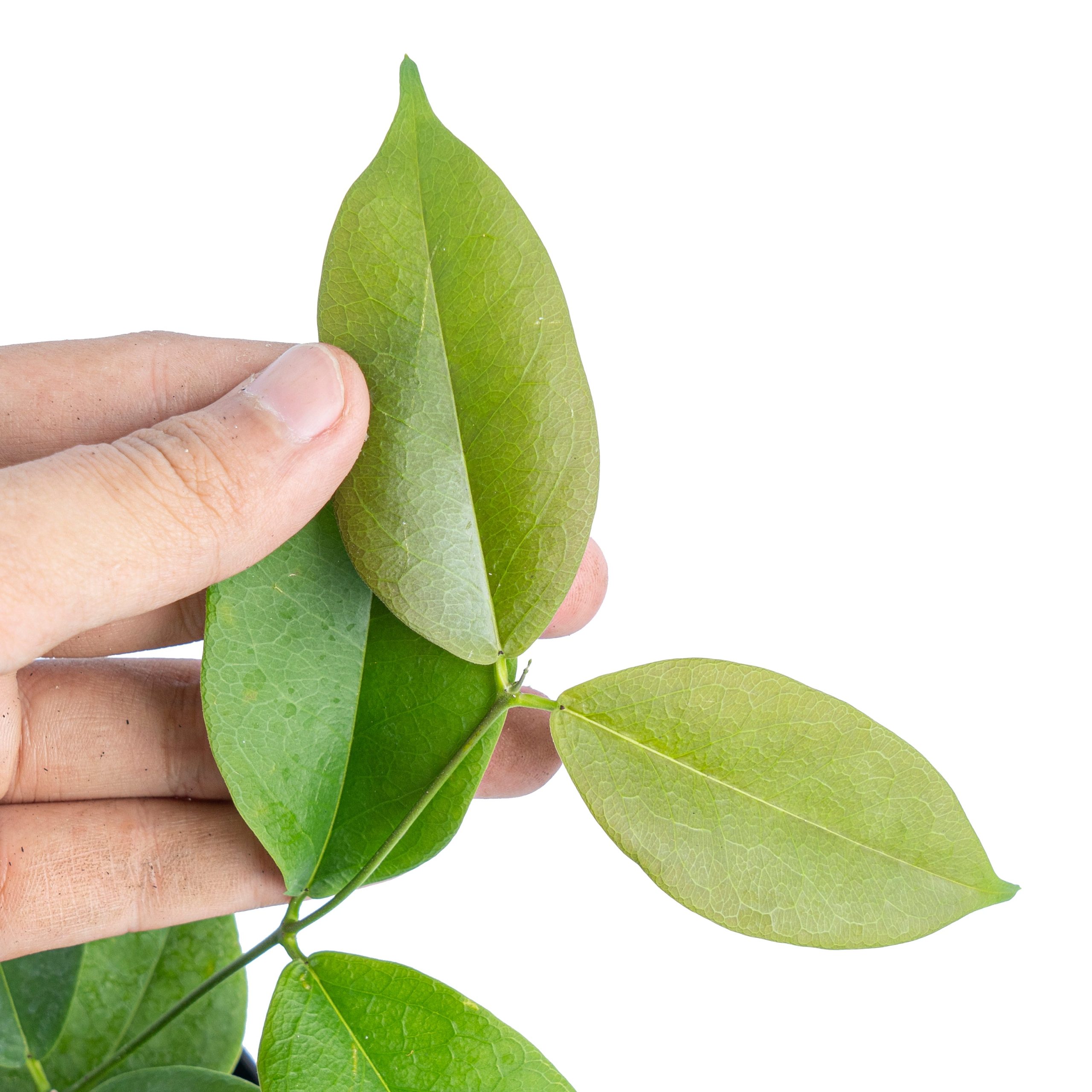 Hoya evelinae - Image 2