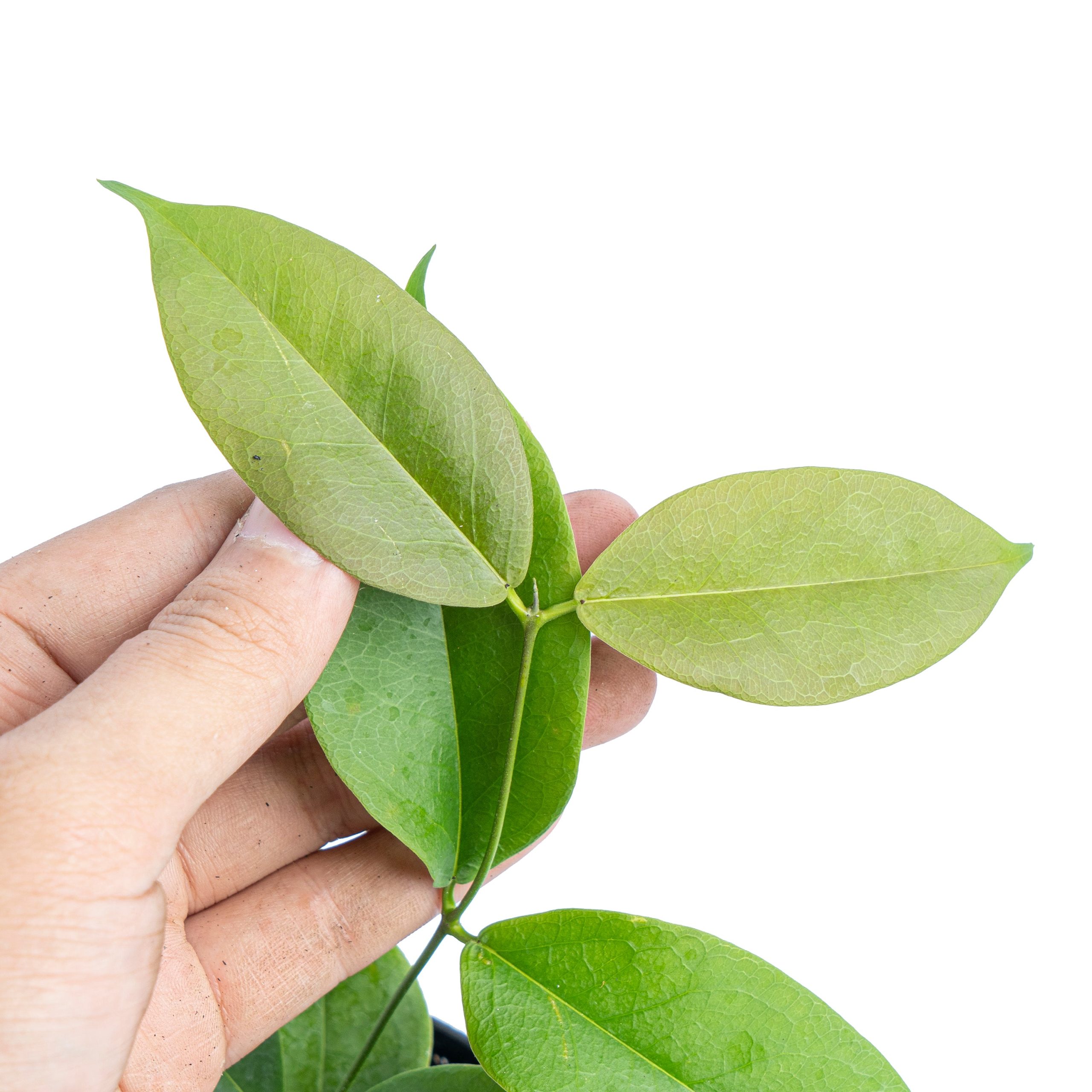 Hoya evelinae - Image 3