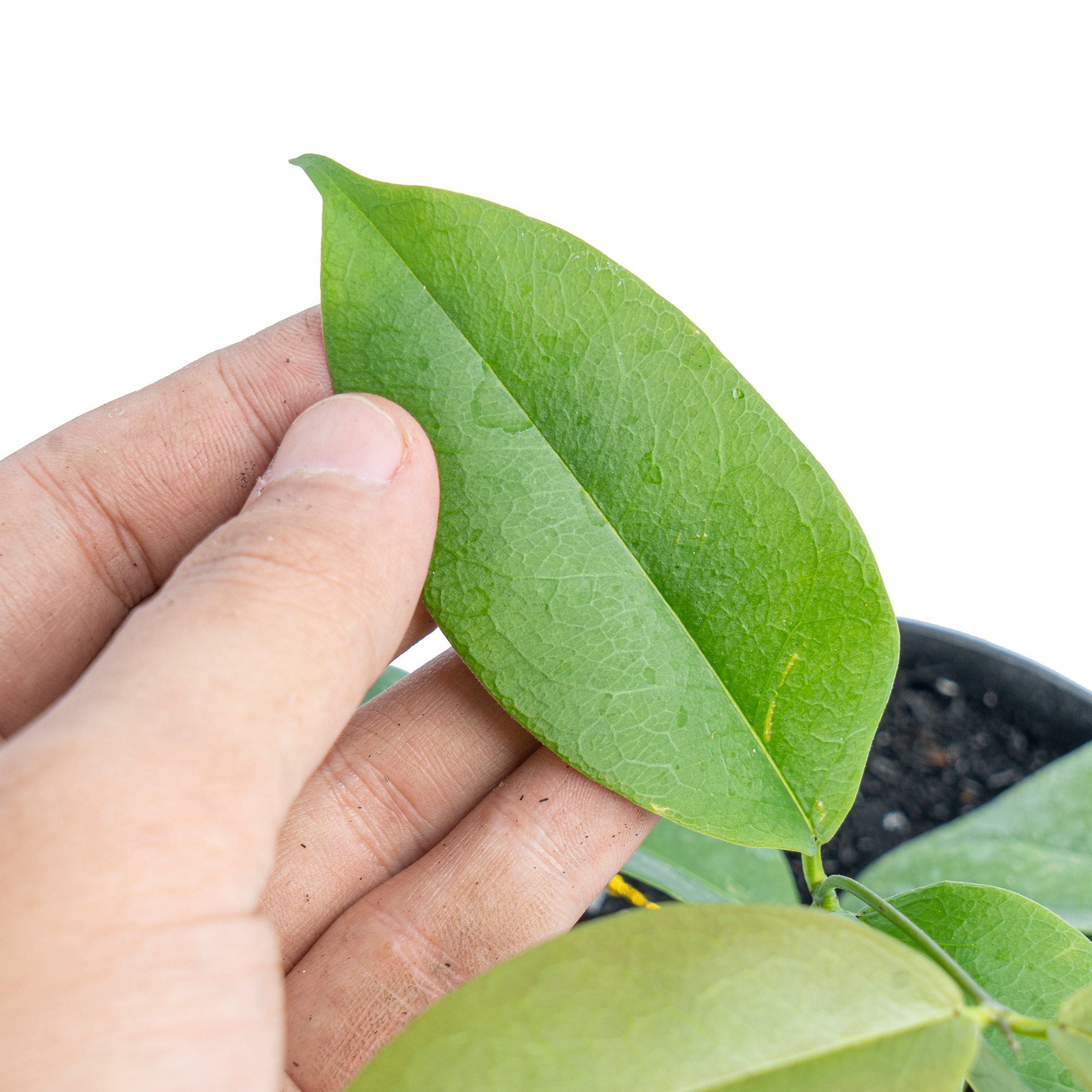 Hoya evelinae - Image 4
