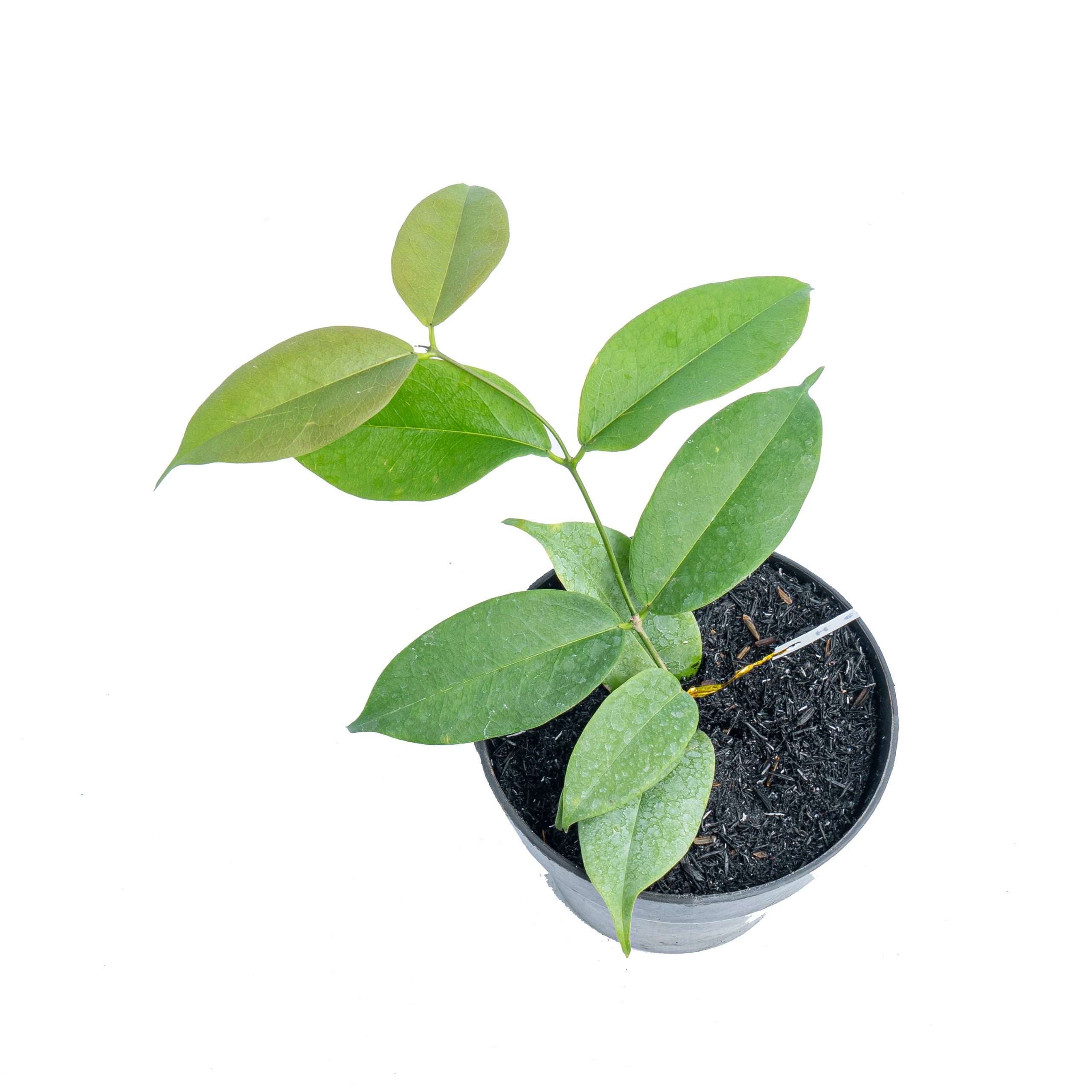 Hoya evelinae - Image 5