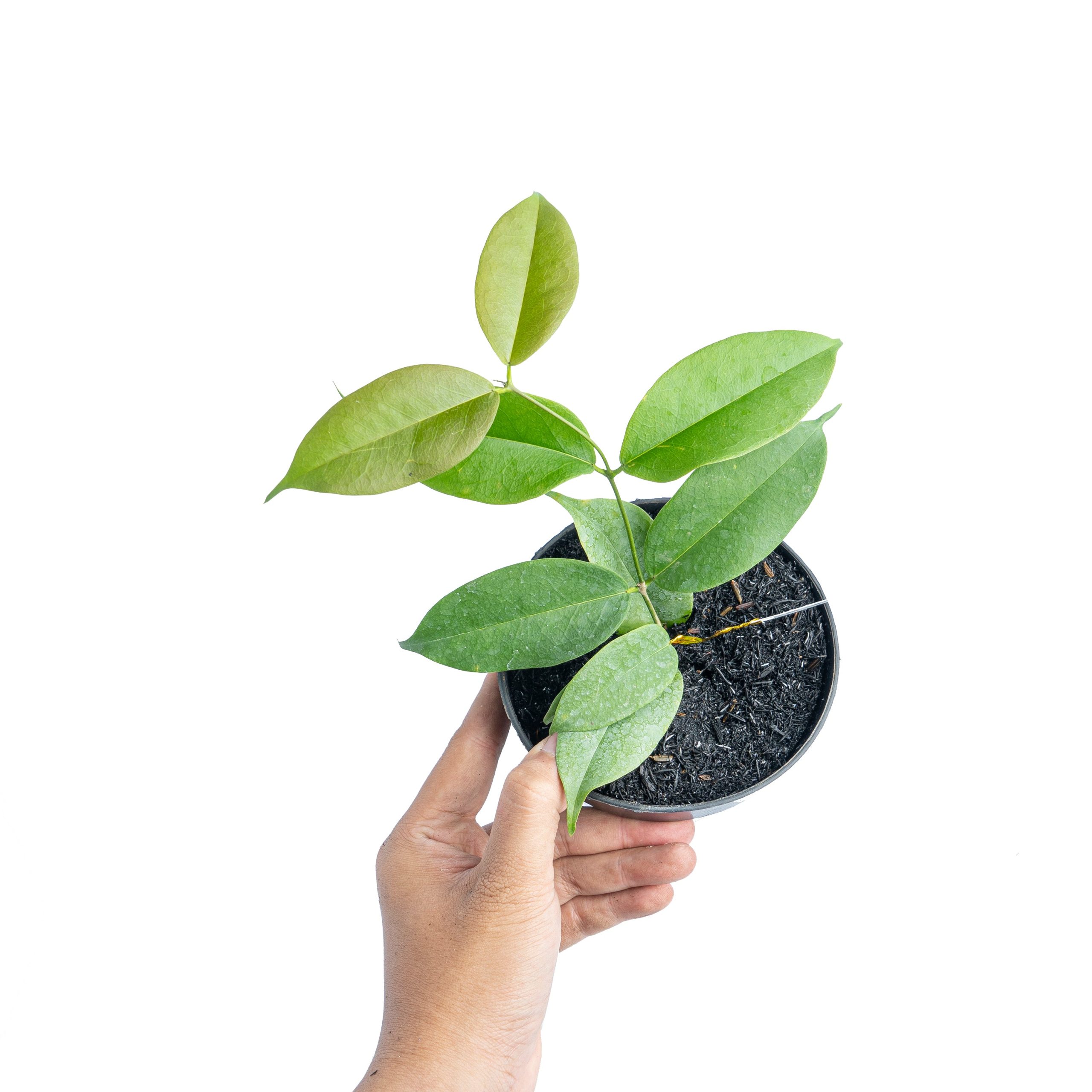 Hoya evelinae - Image 6